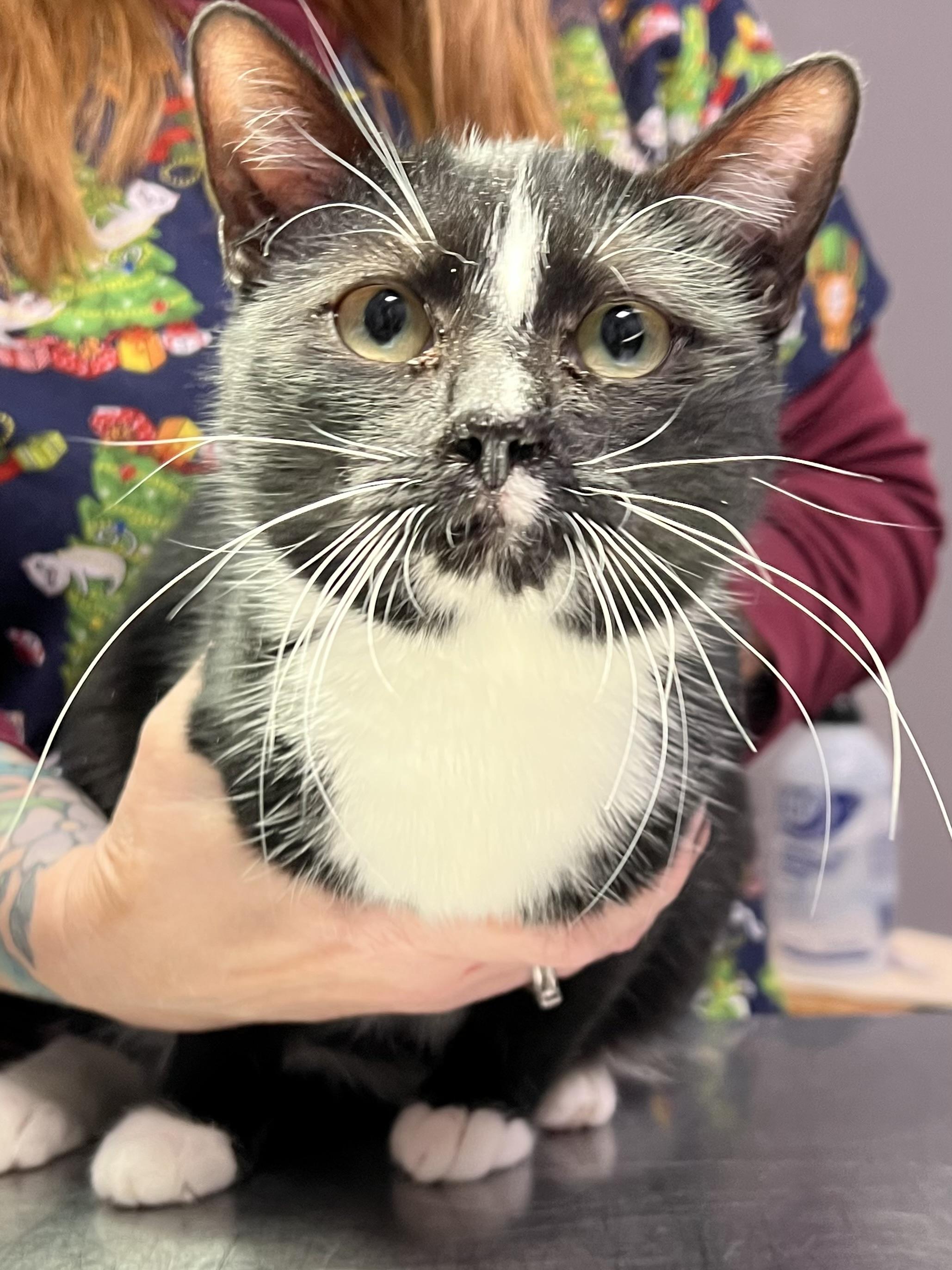 Godiva, a ADOPTABLE Domestic Short Hair in Johnston, RI image 6/6