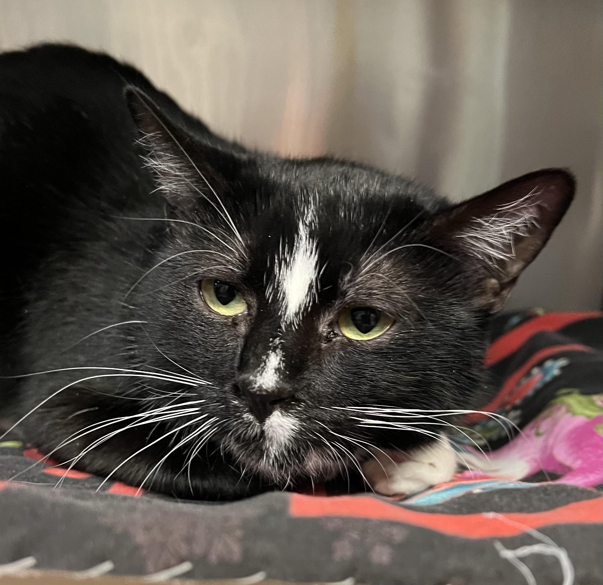 Godiva, a ADOPTABLE Domestic Short Hair in Johnston, RI image 4/6