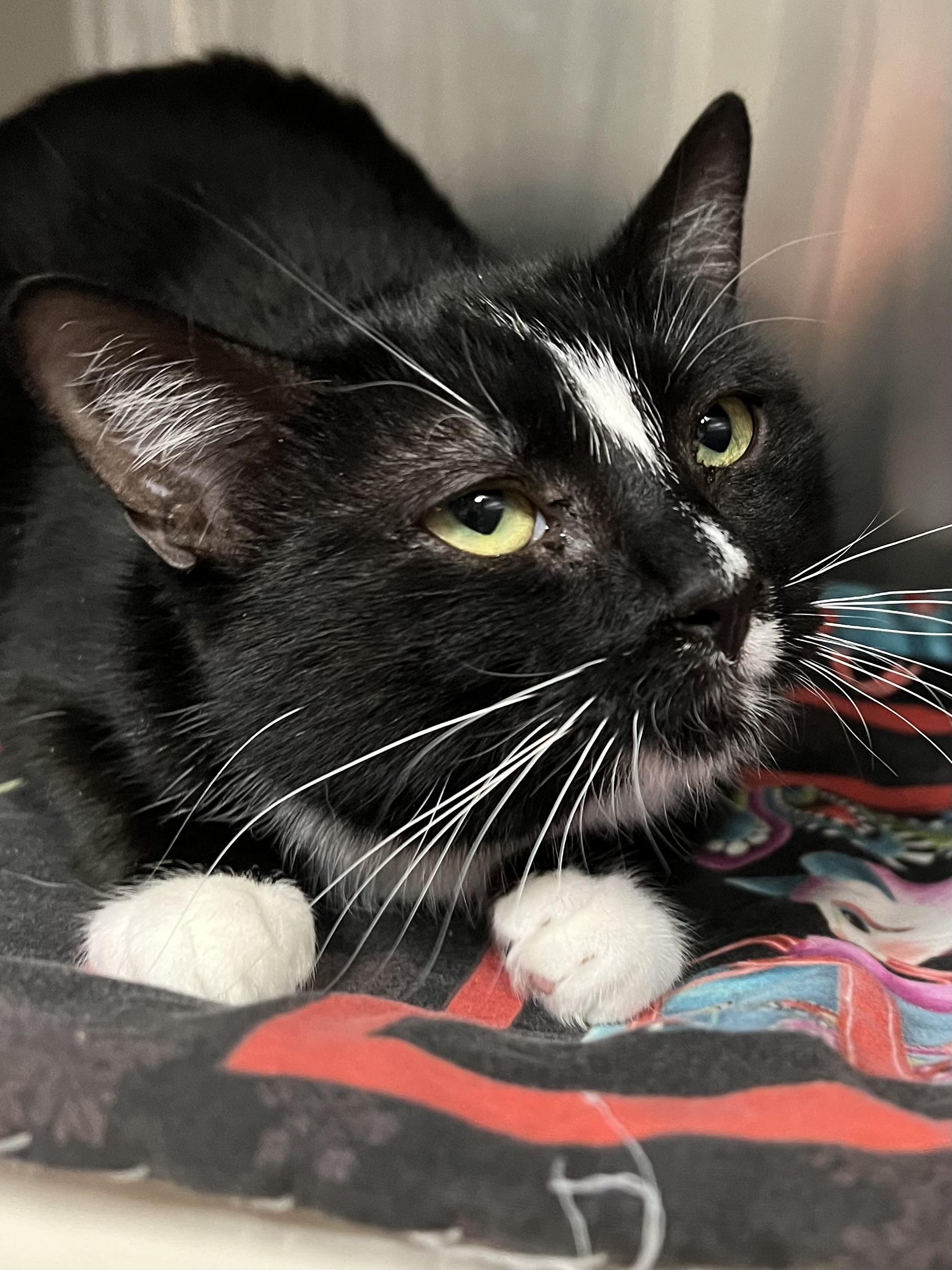 Godiva, a ADOPTABLE Domestic Short Hair in Johnston, RI image 3/6