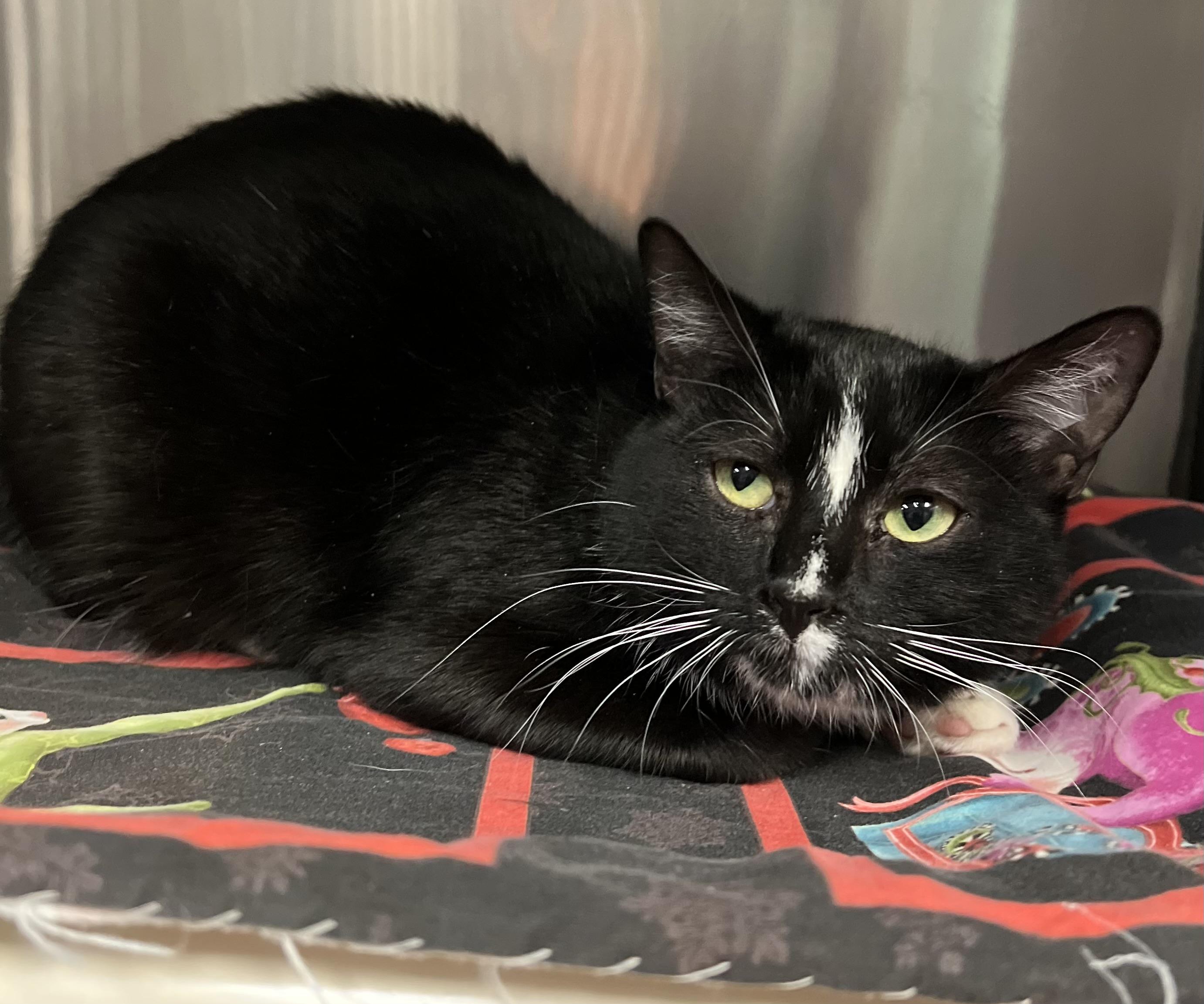 Godiva, a ADOPTABLE Domestic Short Hair in Johnston, RI image 2/6