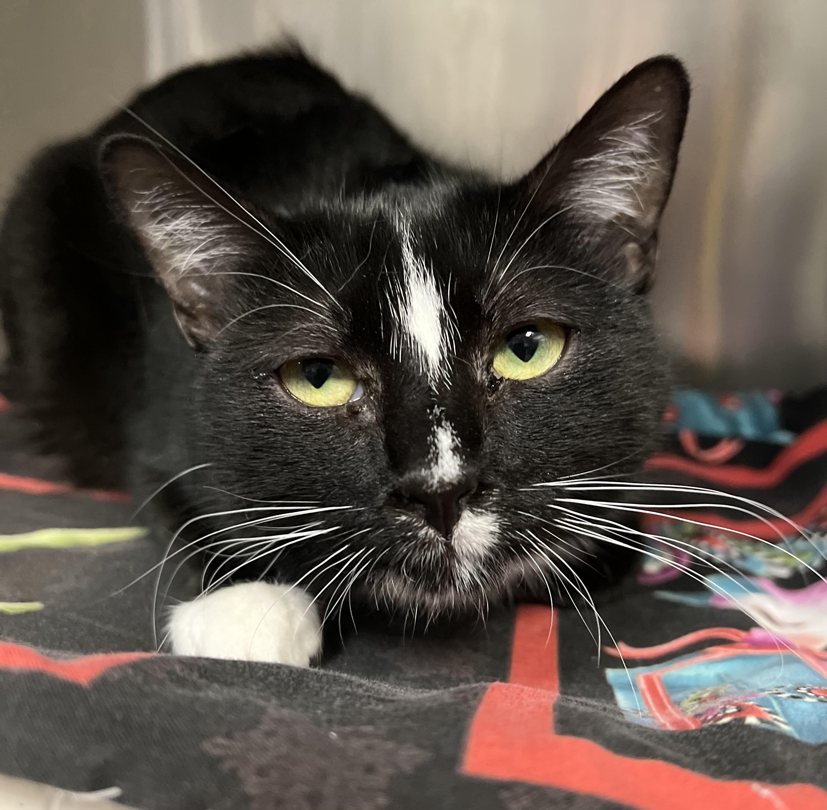 Godiva, a ADOPTABLE Domestic Short Hair in Johnston, RI image 1/6