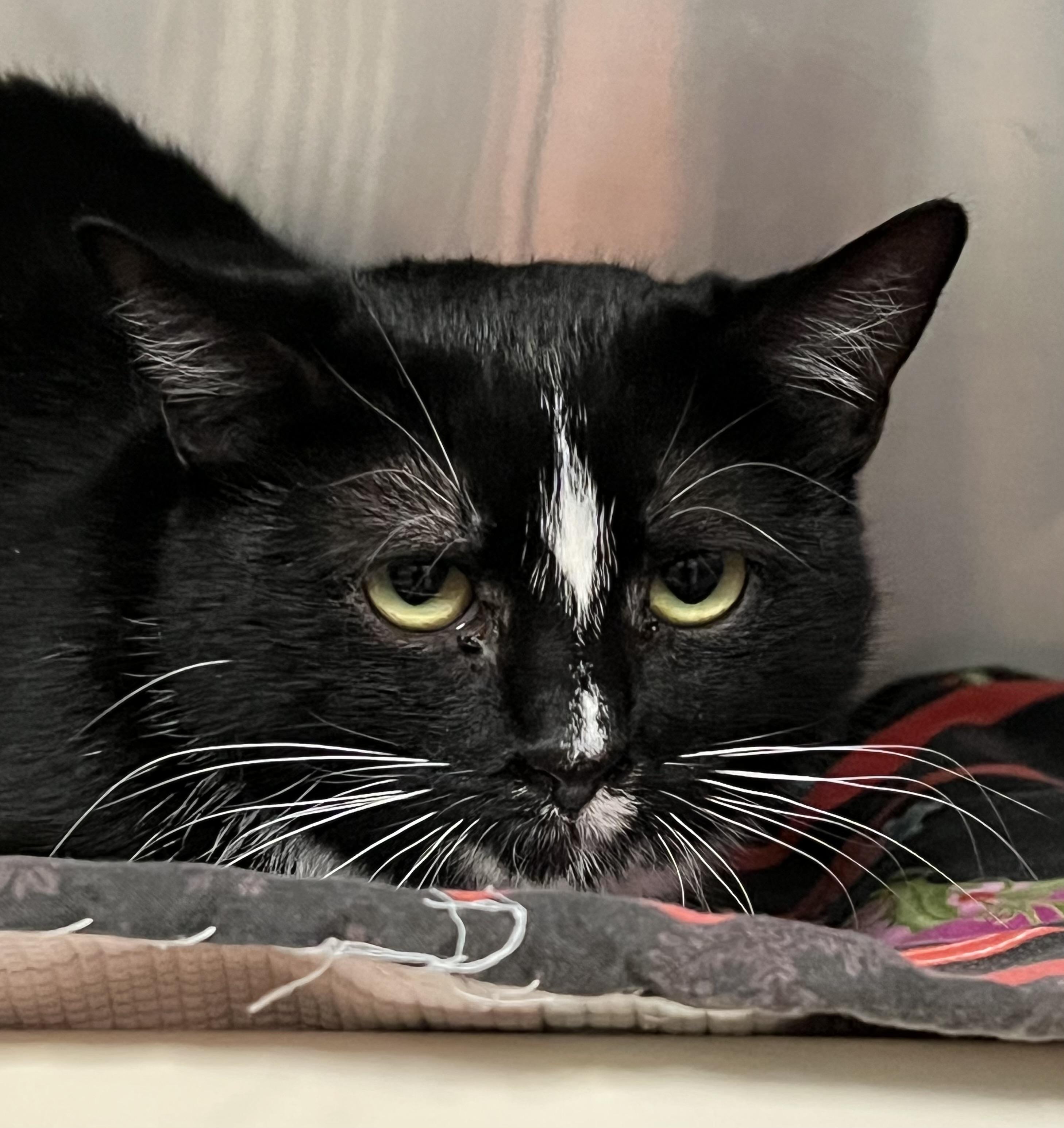 Godiva, a ADOPTABLE Domestic Short Hair in Johnston, RI image 5/6