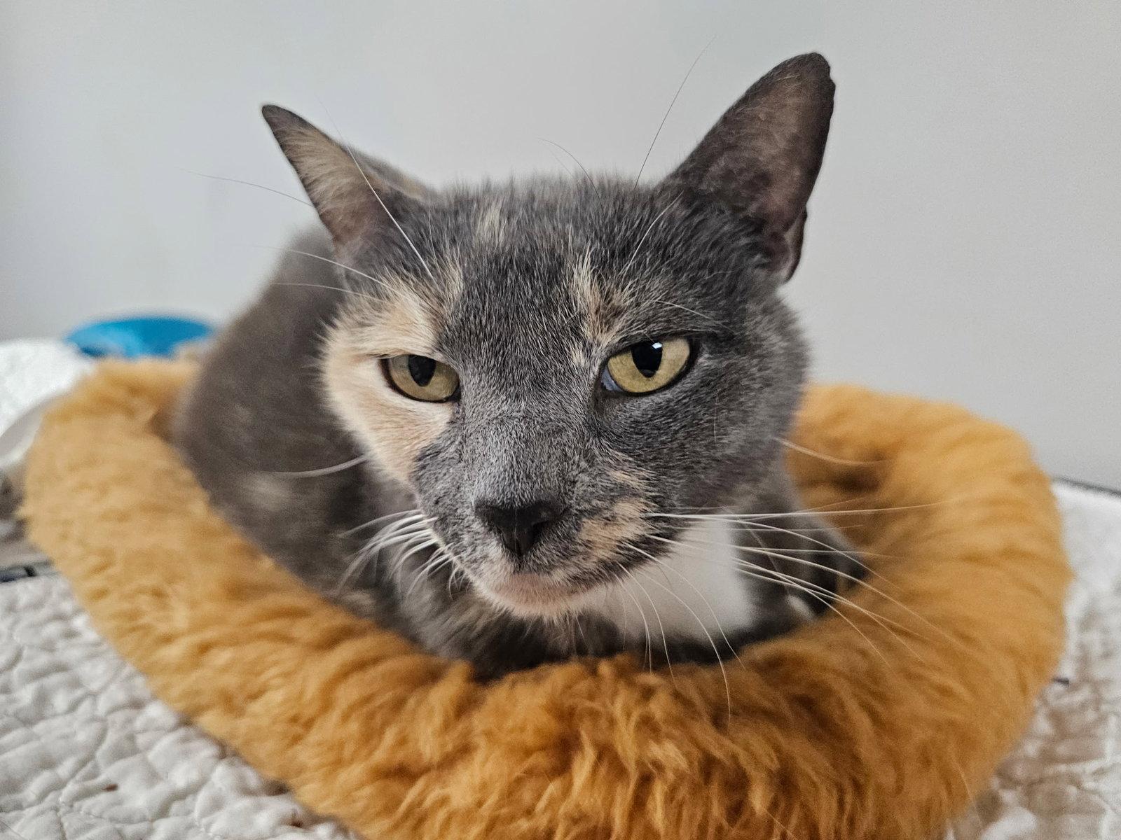 Labubu, Adoptable, Young Female Domestic Short Hair.