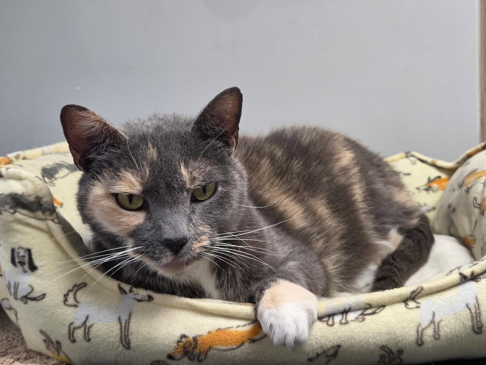 Enlarge Labubu, a Adoptable Domestic Short Hair in Satellite Beach, FL image 2/3