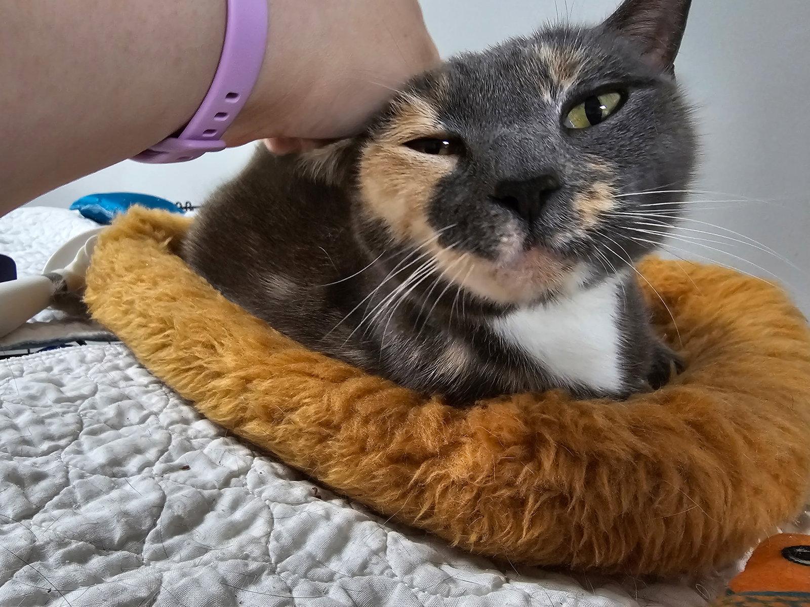 Enlarge Labubu, a Adoptable Domestic Short Hair in Satellite Beach, FL image 3/3