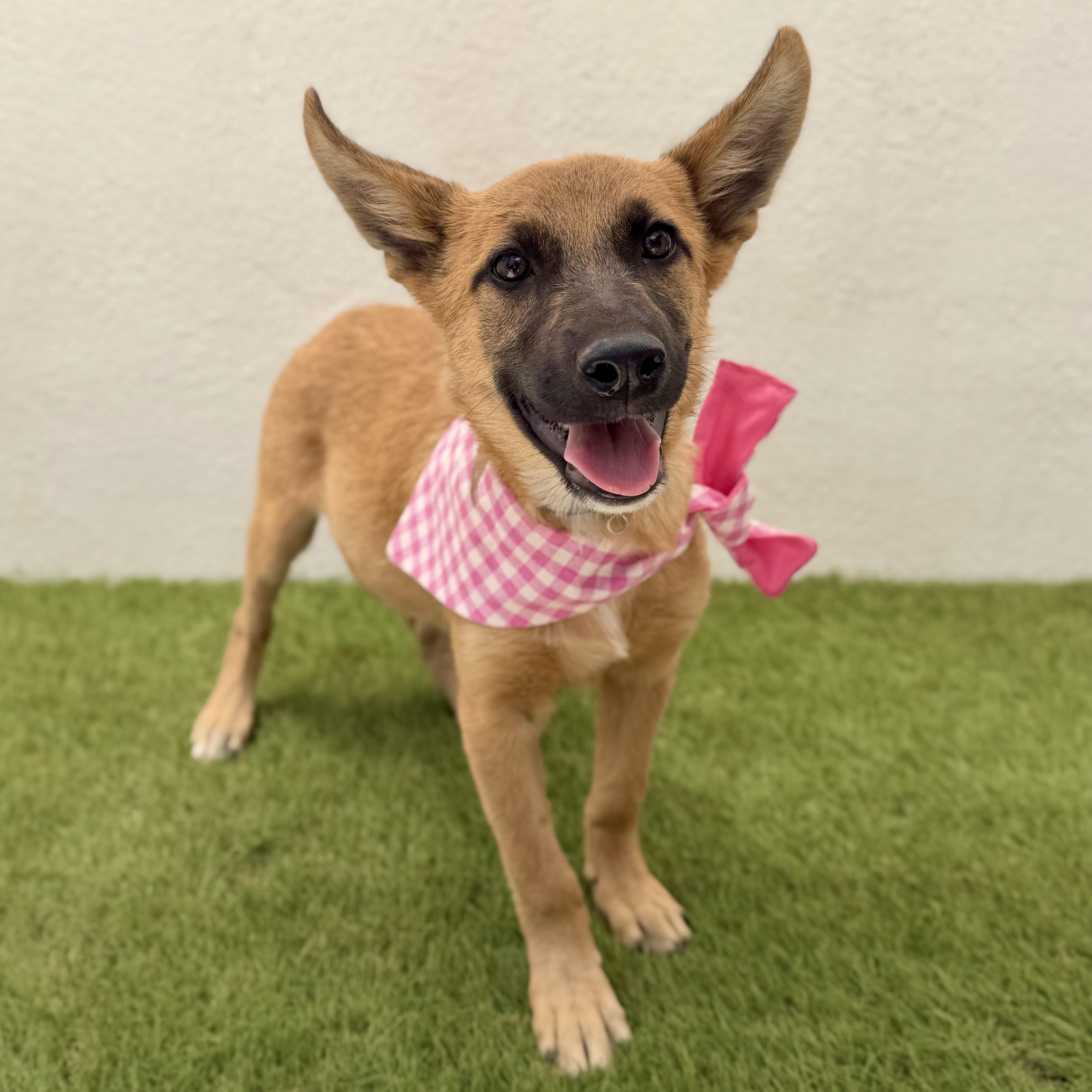 BIRDIE, Adopted, Puppy Female Belgian Shepherd / Malinois & Shepherd.