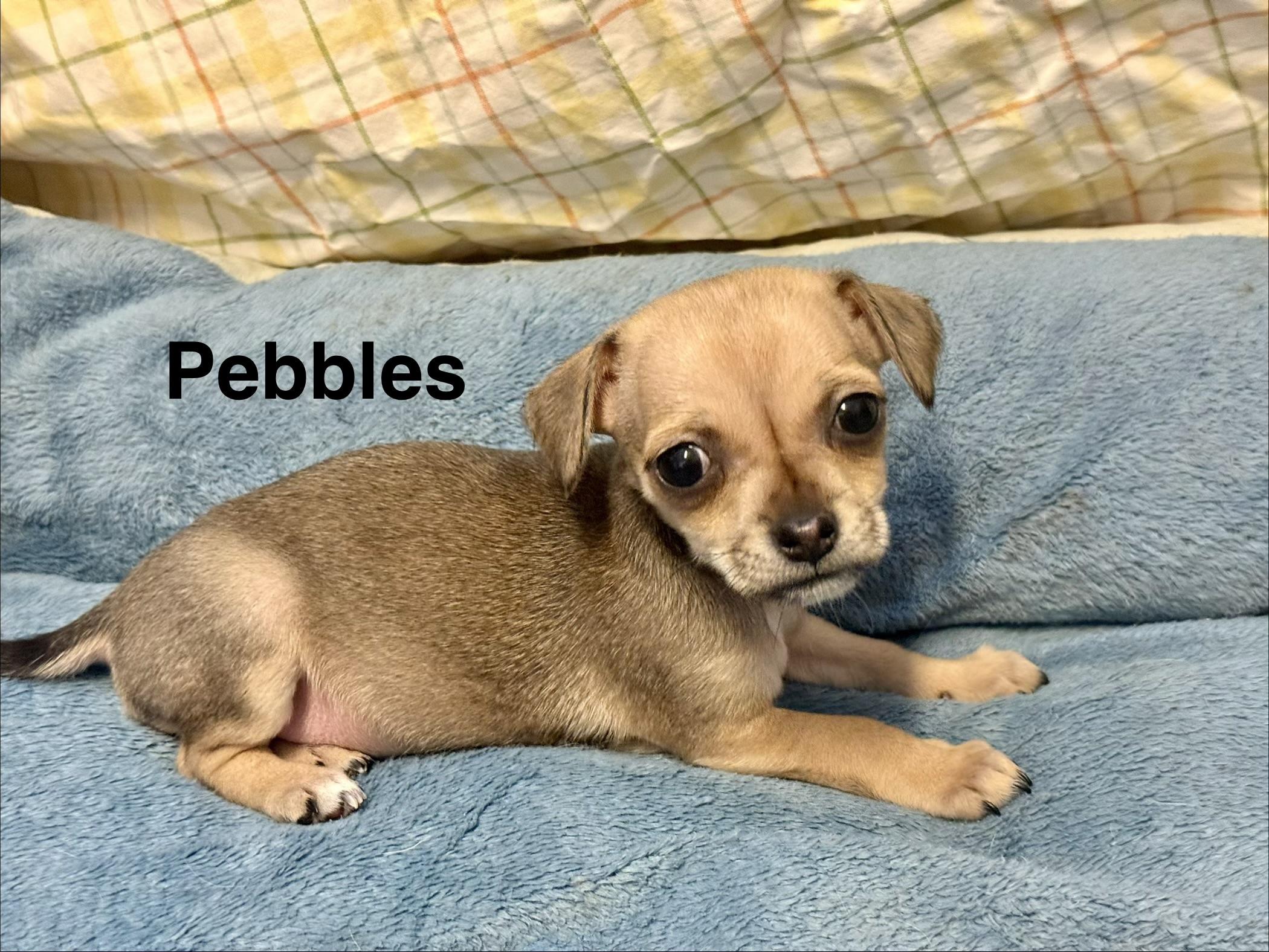 Beach Pups Girls, a Adoptable mixed breed in Huntington Beach, CA image 4/6