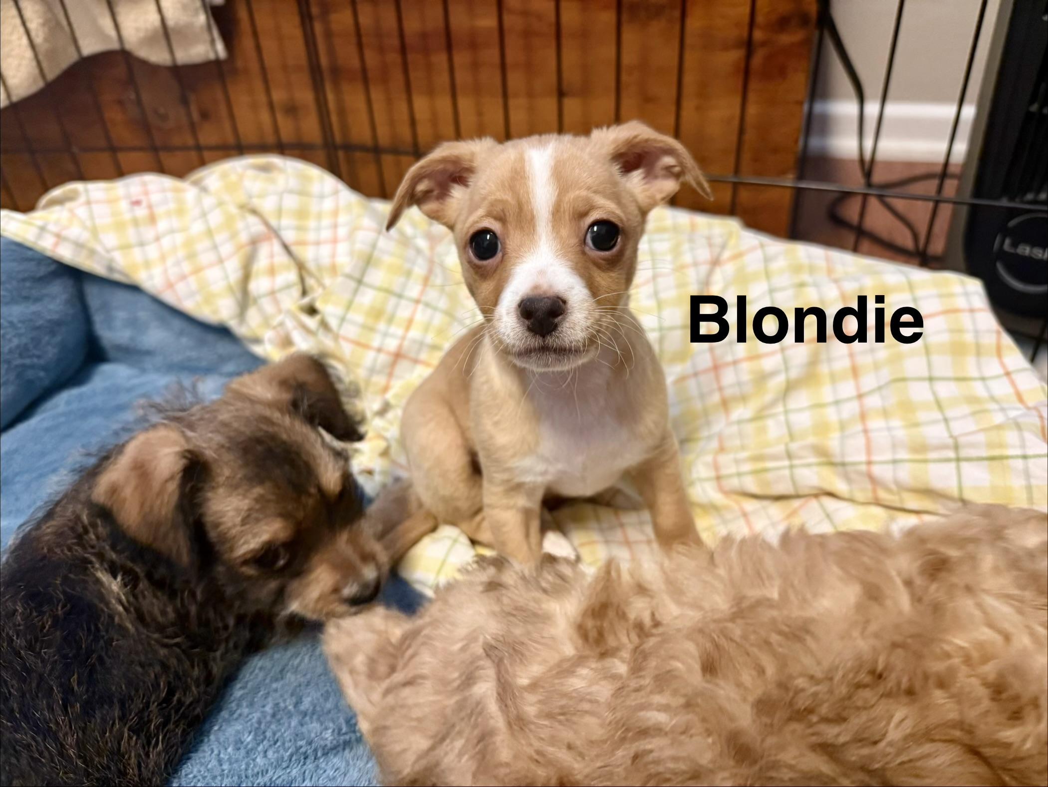 Beach Pups Girls, a Adoptable mixed breed in Huntington Beach, CA image 3/6