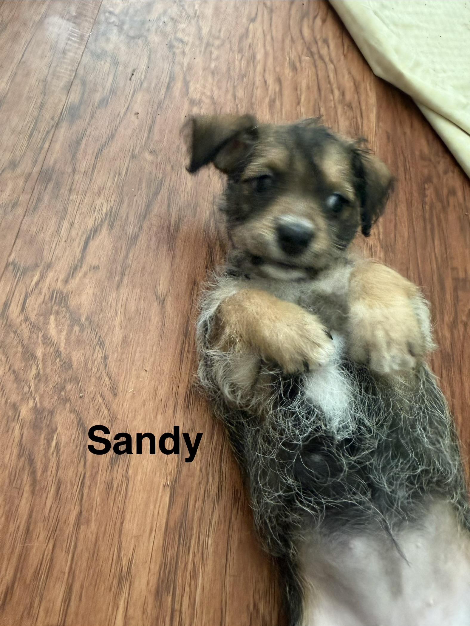 Beach Pups Girls, a Adoptable mixed breed in Huntington Beach, CA image 2/6