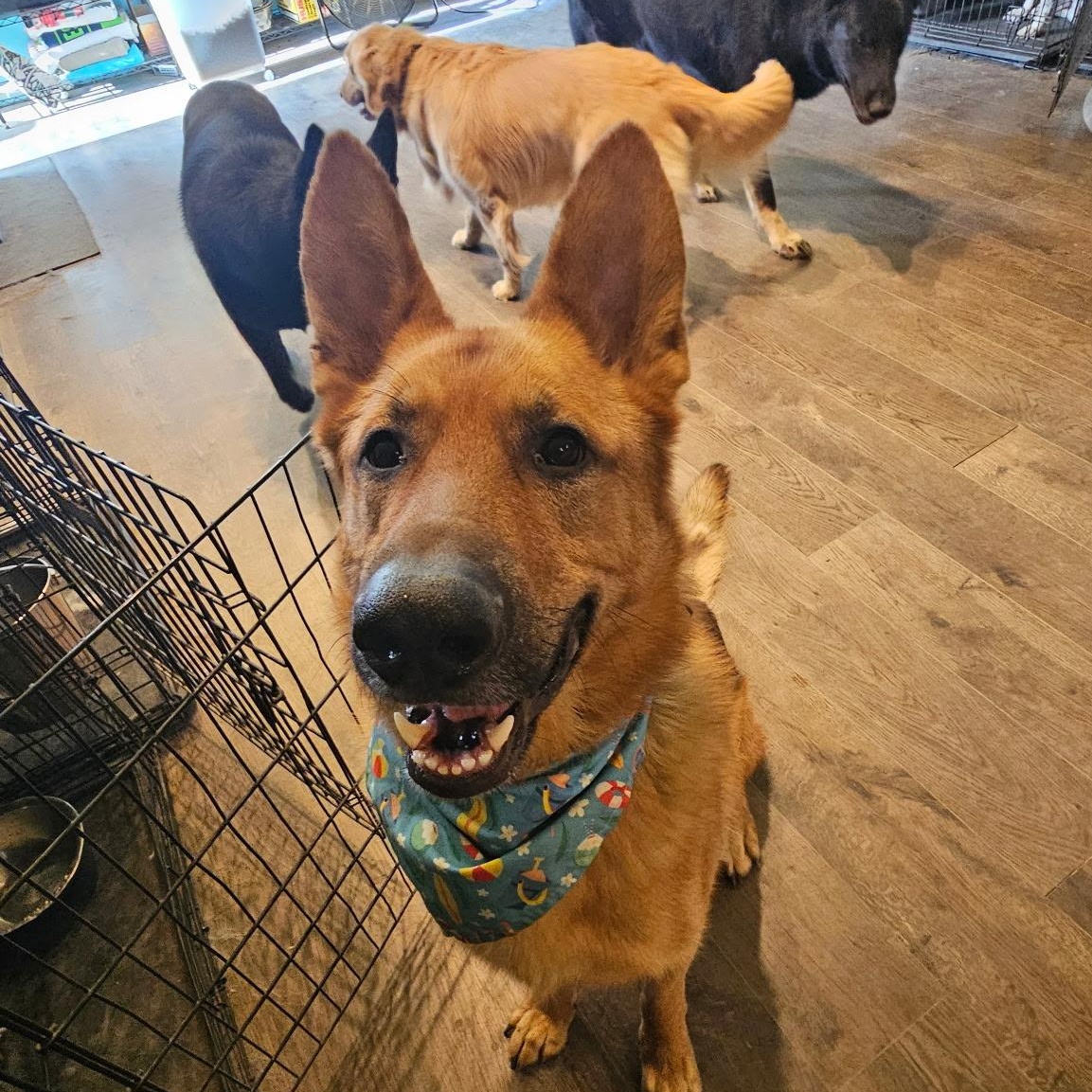 Radar, adoptable, Adult Male German Shepherd Dog.