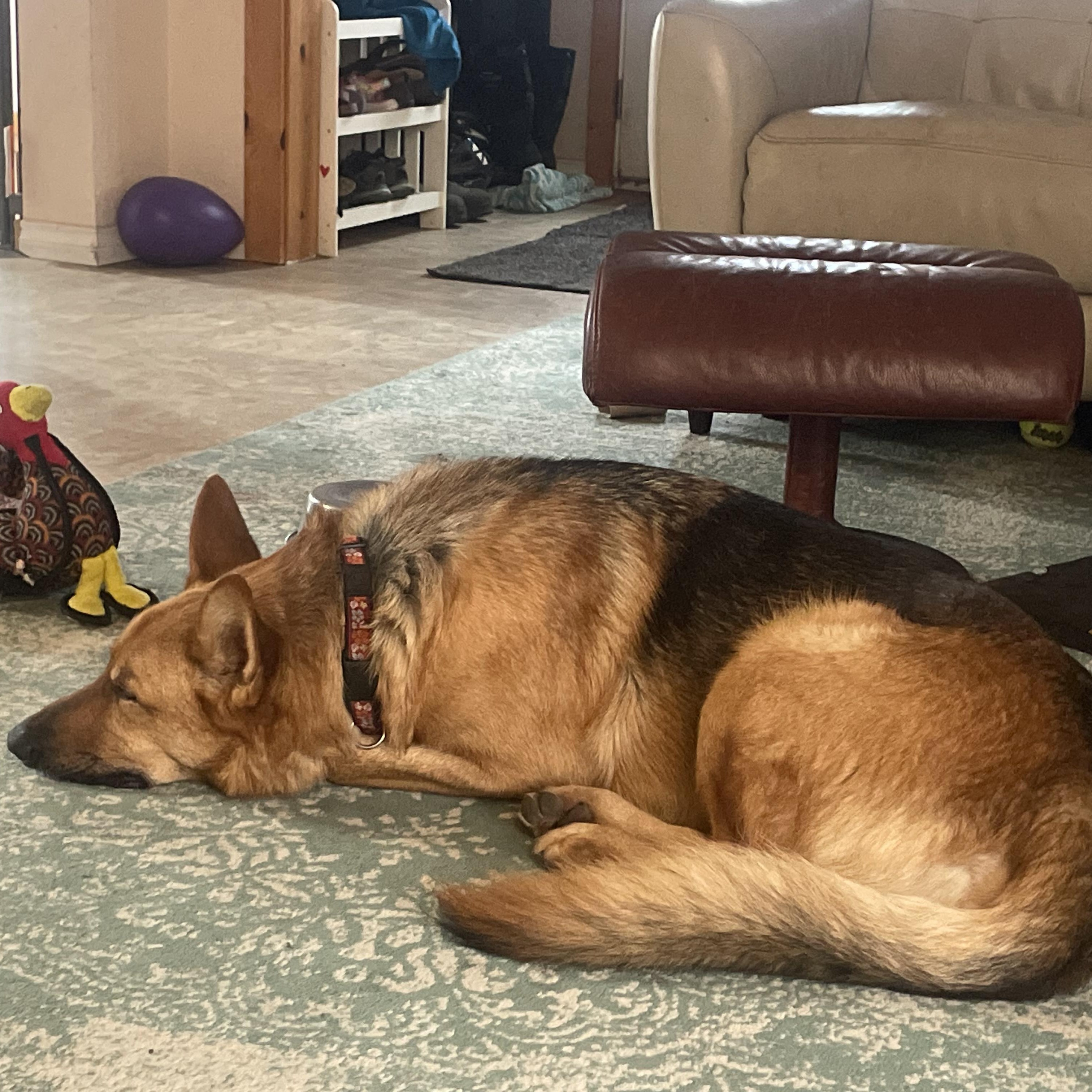 Enlarge Radar, a Adoptable mixed breed in Ellensburg, WA image 3/5