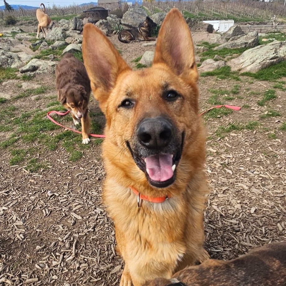 Enlarge Radar, a Adoptable mixed breed in Ellensburg, WA image 1/5