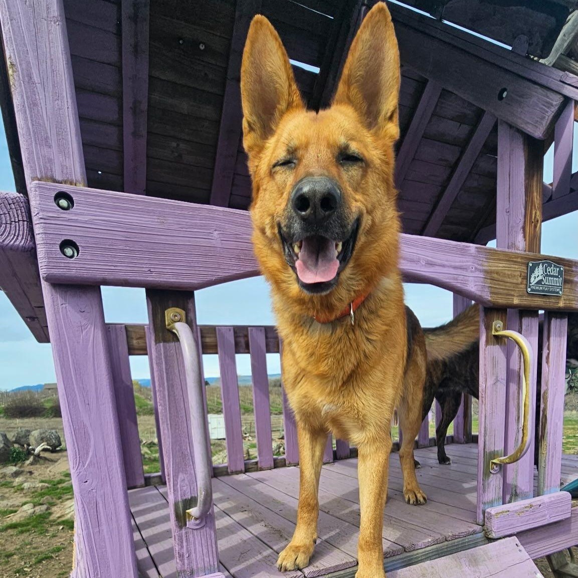 Enlarge Radar, a Adoptable mixed breed in Ellensburg, WA image 5/5