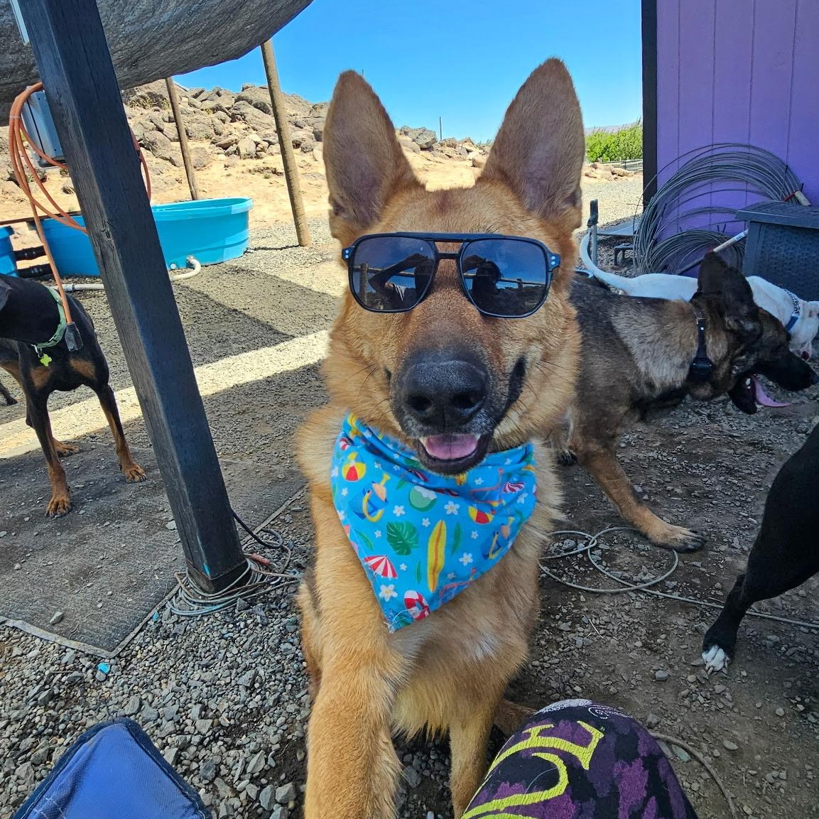 Radar, an adoptable mixed breed in Ellensburg, WA image 5/6