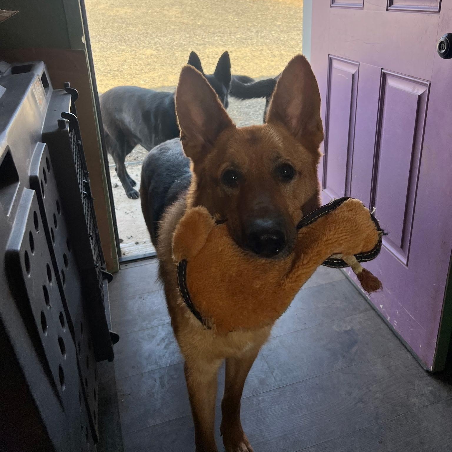 Radar, an adoptable mixed breed in Ellensburg, WA image 6/6