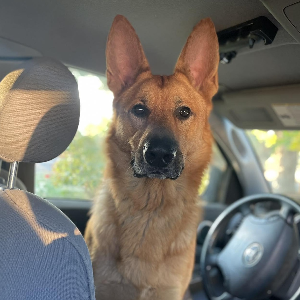Radar, Adoptable, Adult Male German Shepherd Dog.