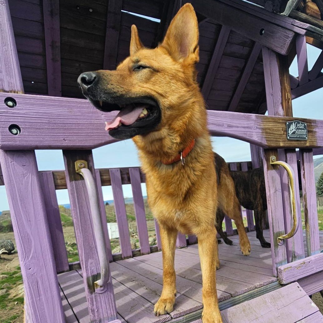 Enlarge Radar, a Adoptable mixed breed in Ellensburg, WA image 4/5