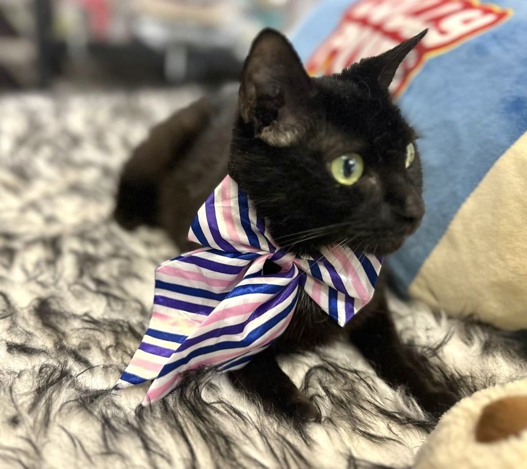 TAIGA, Adult Female Domestic Short Hair