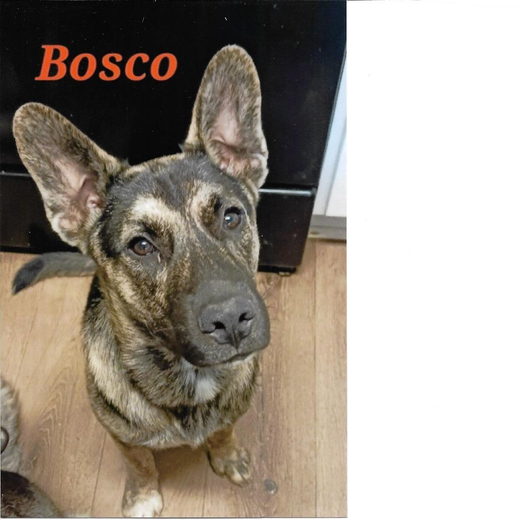 Enlarge Bosco, a Adoptable mixed breed in Baytown, TX image 1/1