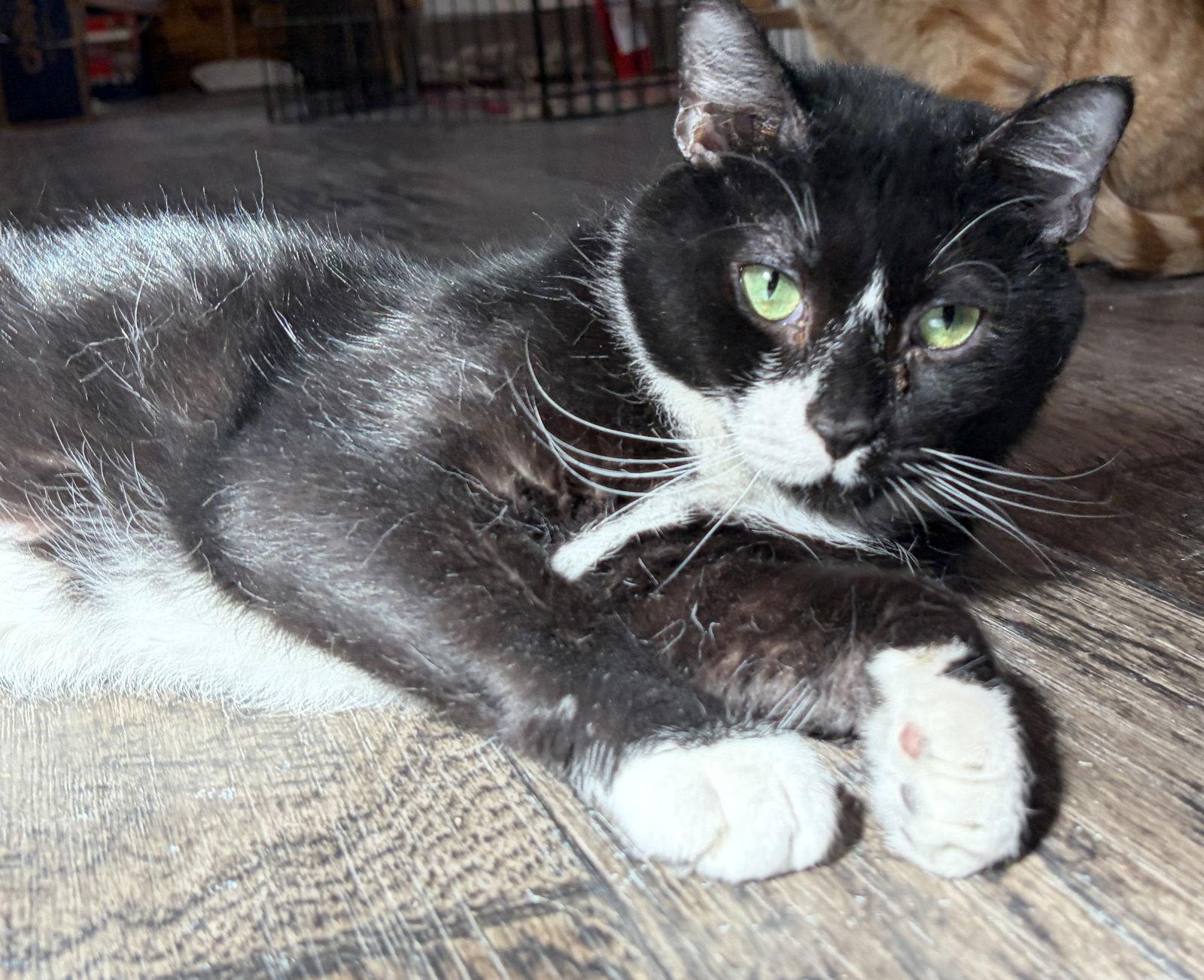 Enlarge Sancho, a Adoptable Domestic Short Hair in Island Lake, IL image 1/3