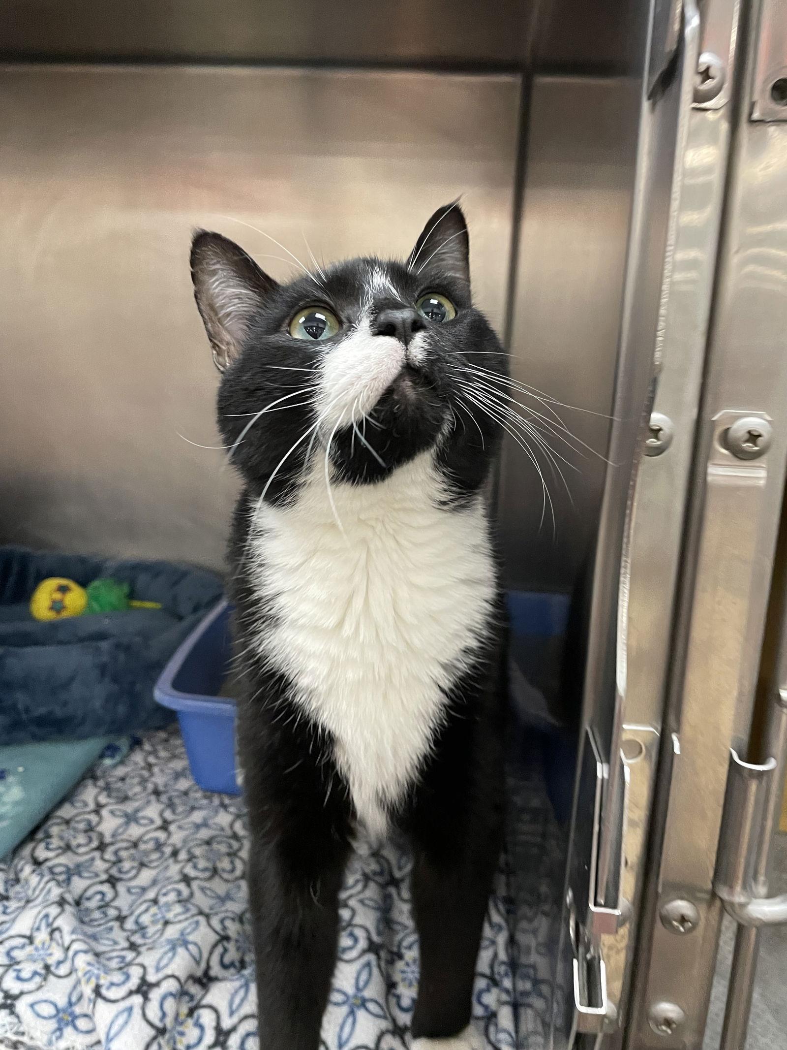 Enlarge Sancho, a Adoptable Domestic Short Hair in Island Lake, IL image 2/3