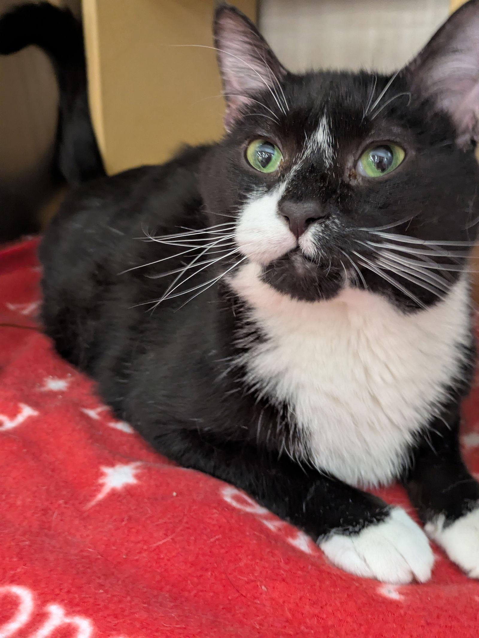 Enlarge Sancho, a Adoptable Domestic Short Hair in Island Lake, IL image 2/3