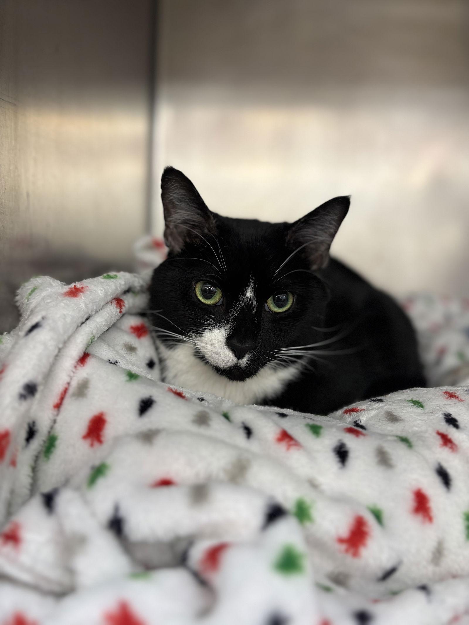 Enlarge Sancho, a Adoptable Domestic Short Hair in Island Lake, IL image 3/3