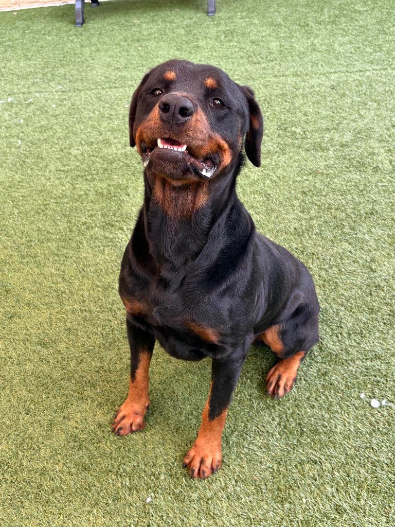 Enlarge Duke, a Adoptable Rottweiler in Seguin, TX image 1/5
