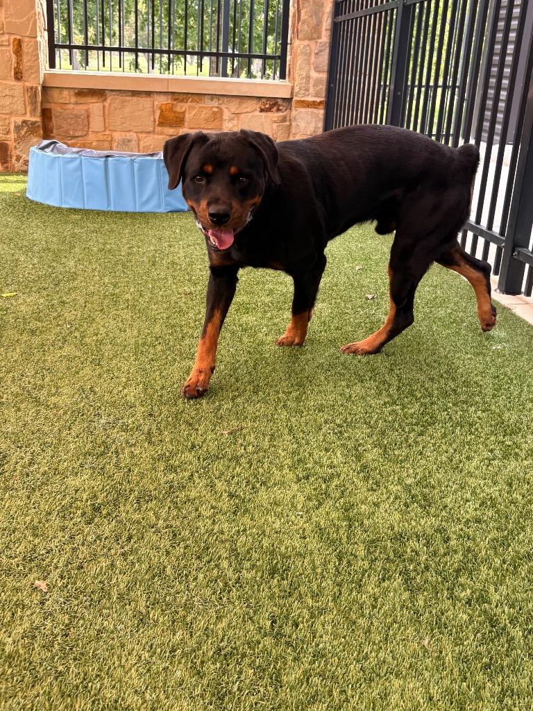 Enlarge Duke, a Adoptable Rottweiler in Seguin, TX image 2/5