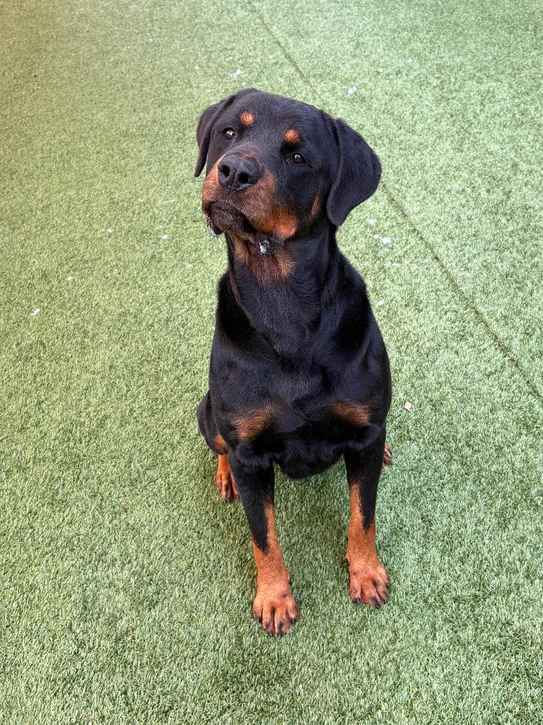 Enlarge Duke, a Adoptable Rottweiler in Seguin, TX image 3/5