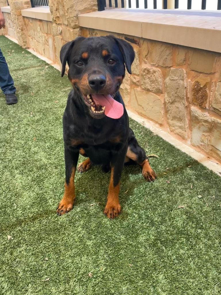 Enlarge Duke, a Adoptable Rottweiler in Seguin, TX image 4/5