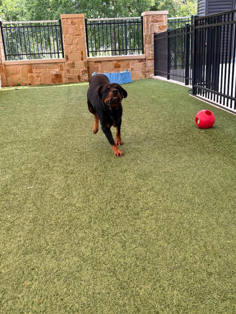 Enlarge Duke, a Adoptable Rottweiler in Seguin, TX image 5/5