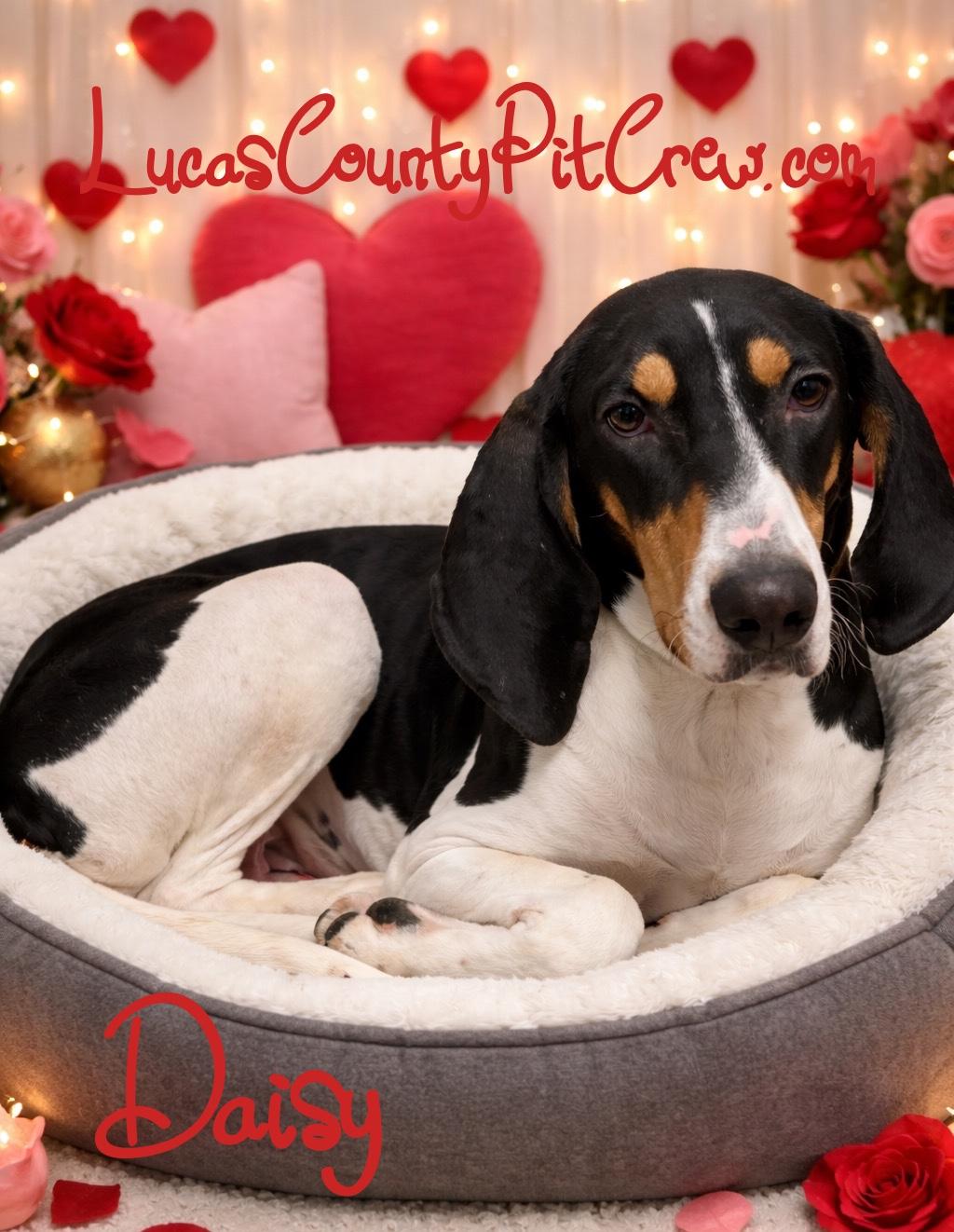 Enlarge Daisy, an adopted mixed breed in Toledo, OH image 1/1