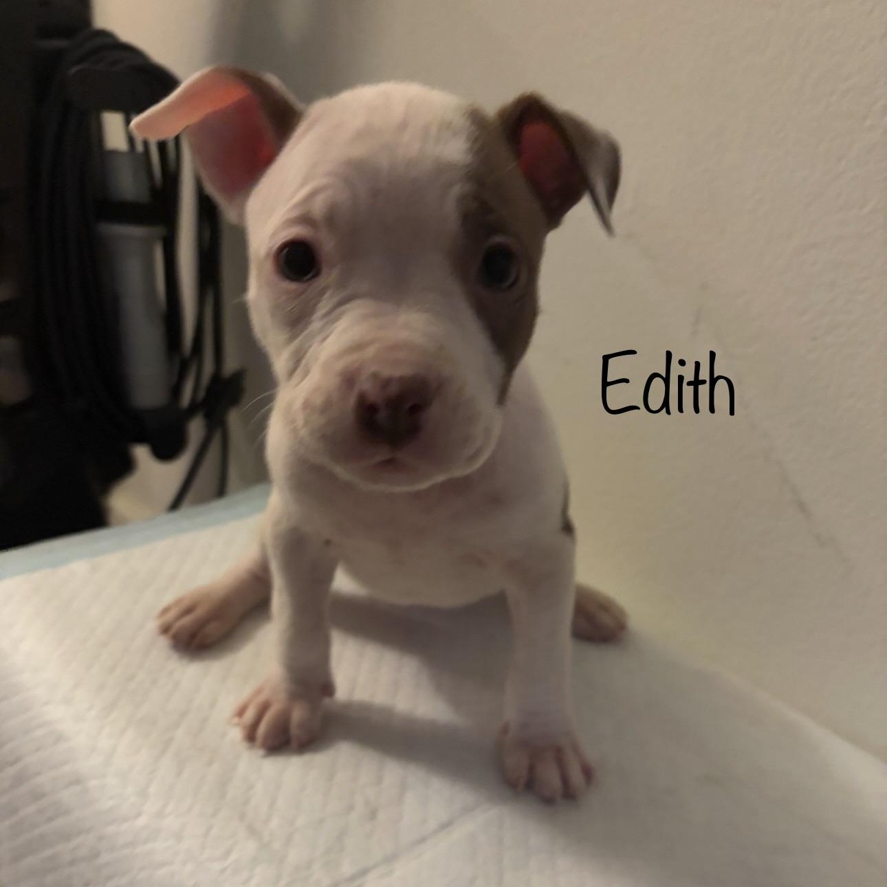 Edith, ADOPTABLE, Puppy Female Pit Bull Terrier.