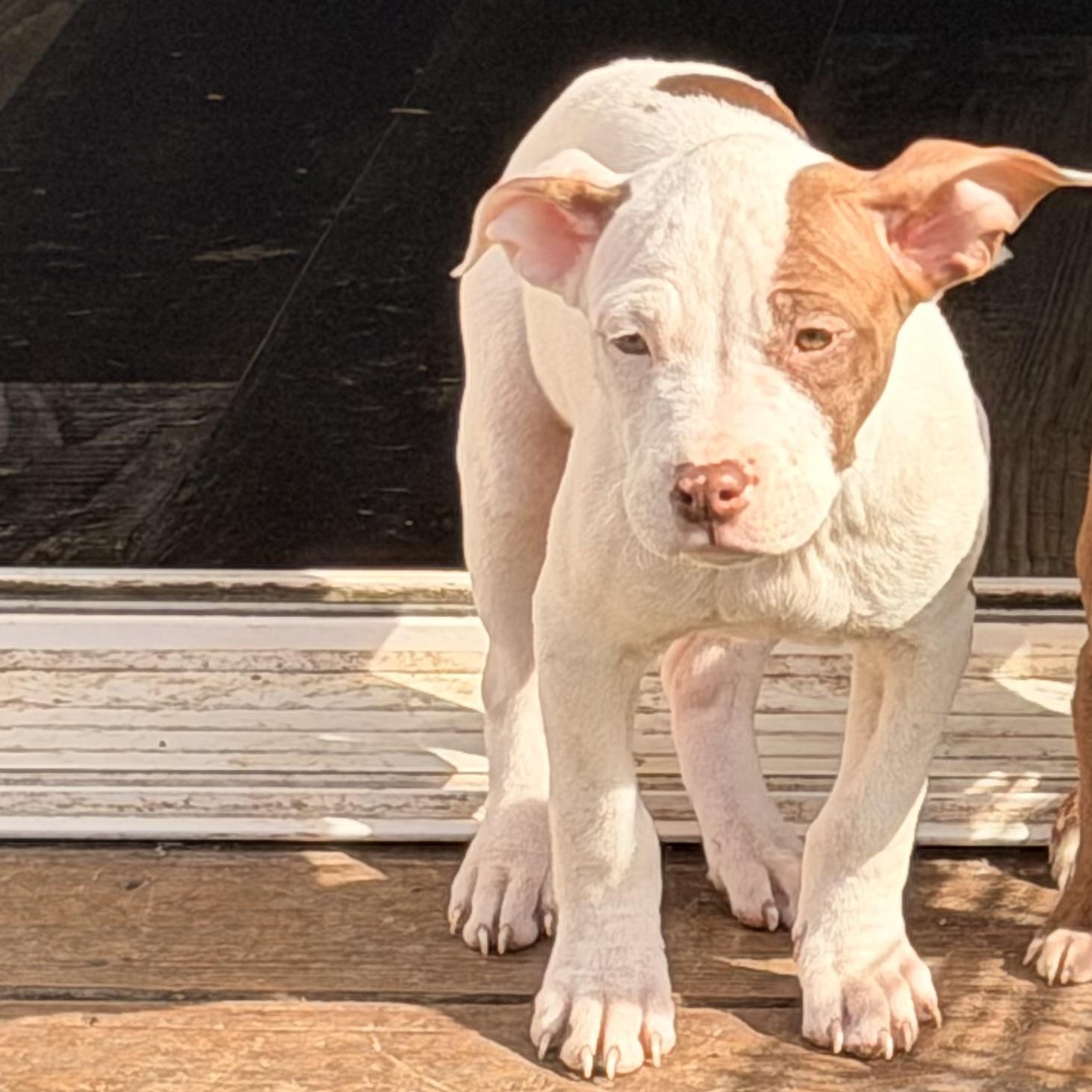 Enlarge Edith, an adopted mixed breed in Wilmington, IL image 5/6