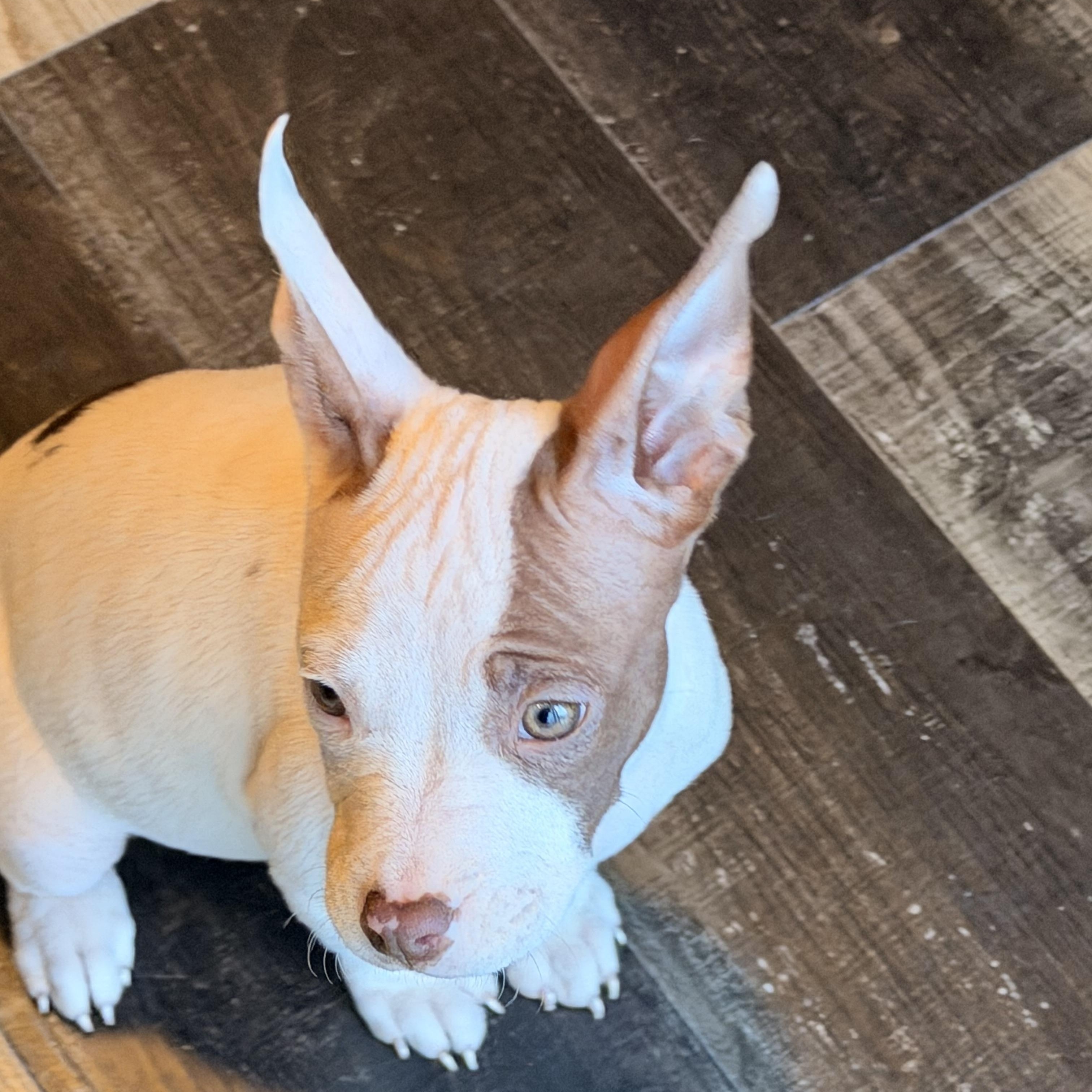 Enlarge Edith, an adopted mixed breed in Wilmington, IL image 4/6