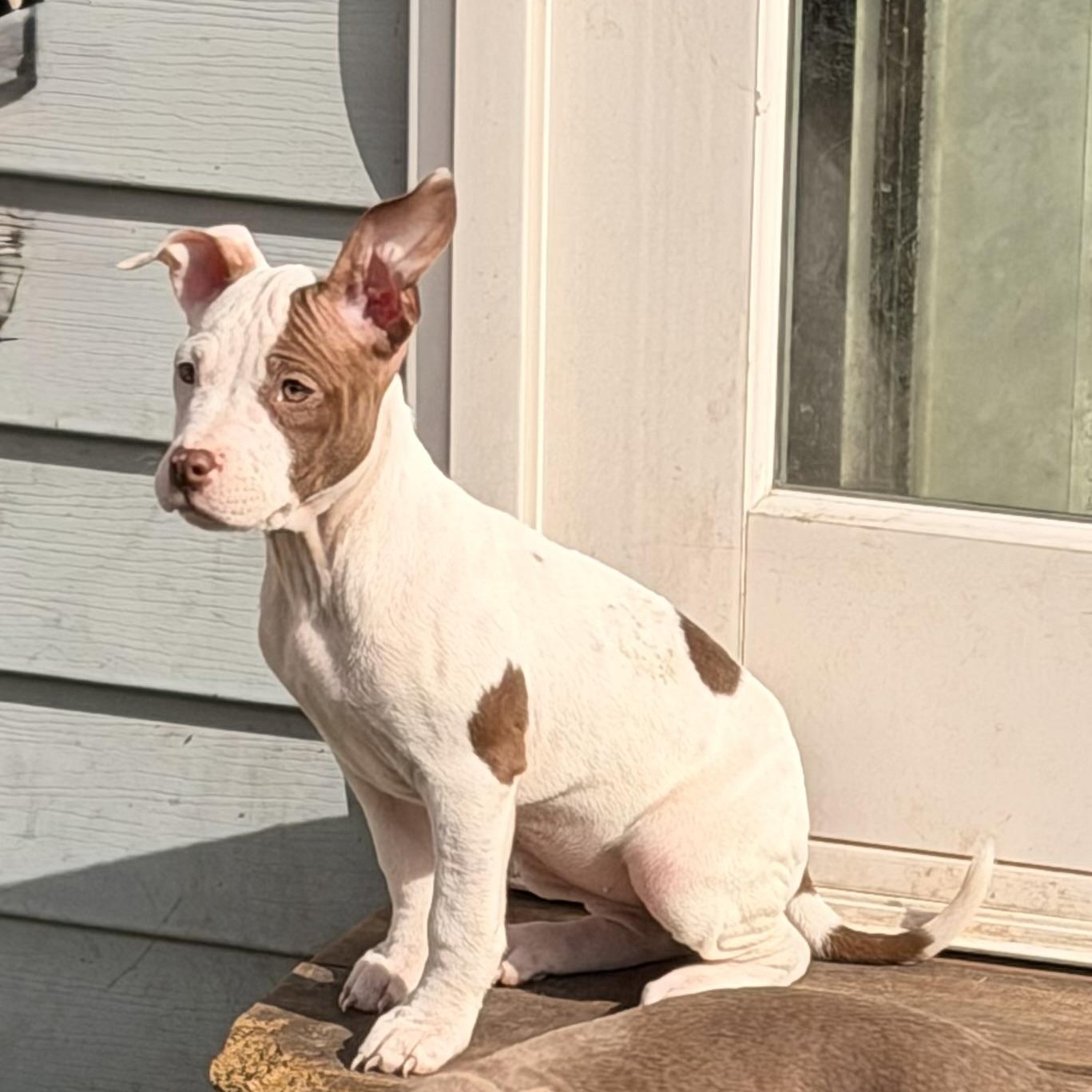 Edith, ADOPTABLE, Puppy Female Pit Bull Terrier.