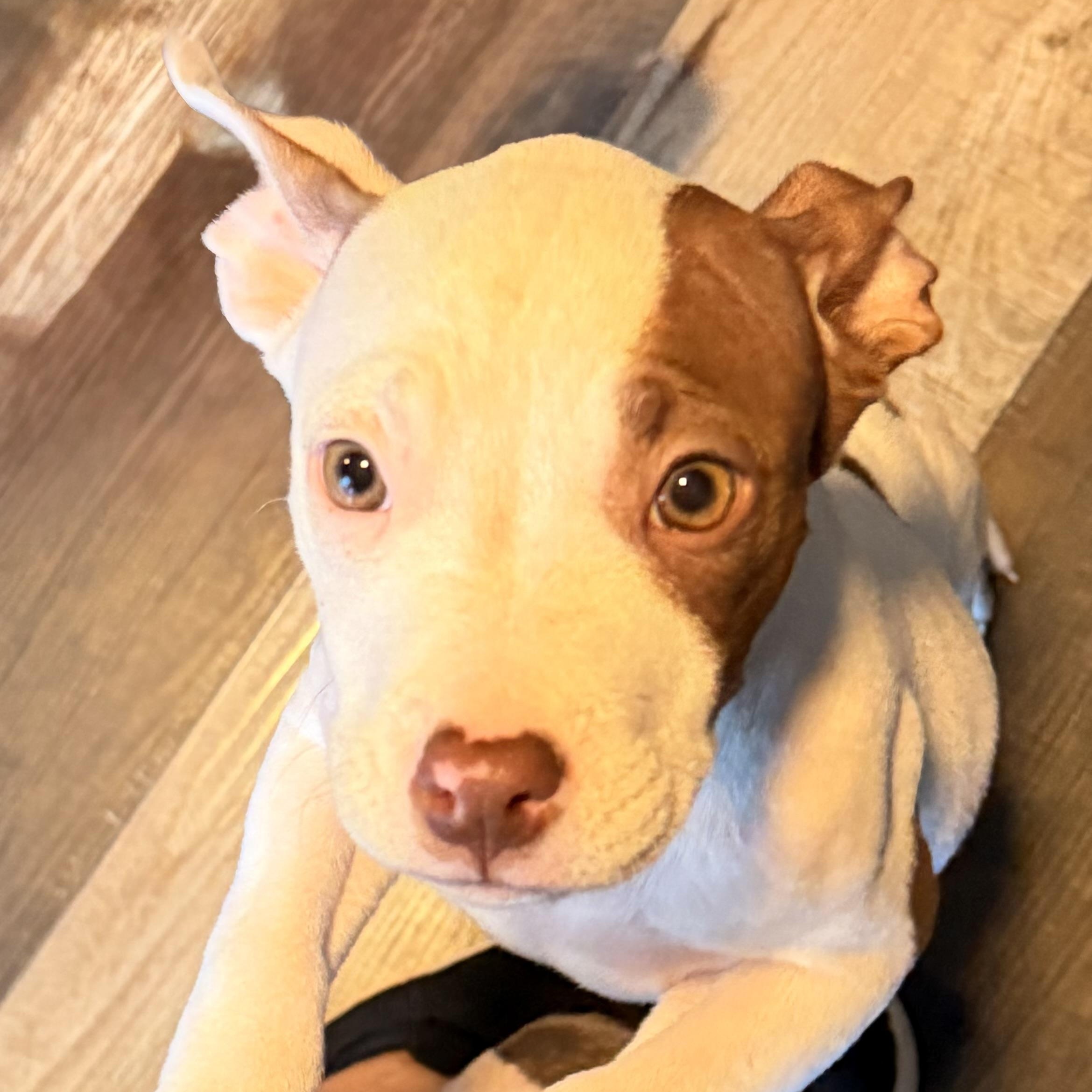 Enlarge Edith, an adopted mixed breed in Wilmington, IL image 2/6