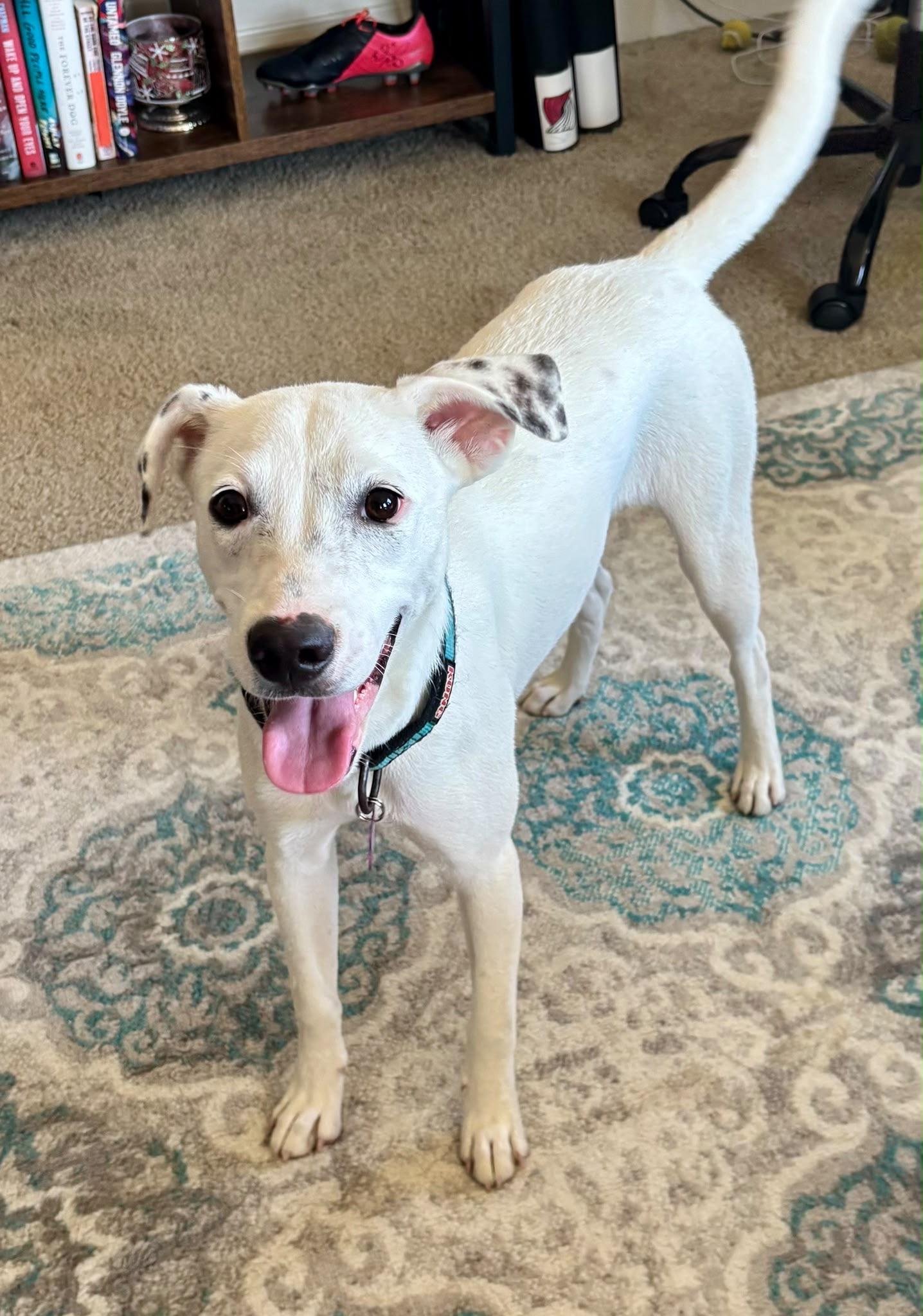 Doce ("Doe-say"), adopted, Puppy Female Yellow Labrador Retriever & Mixed Breed.