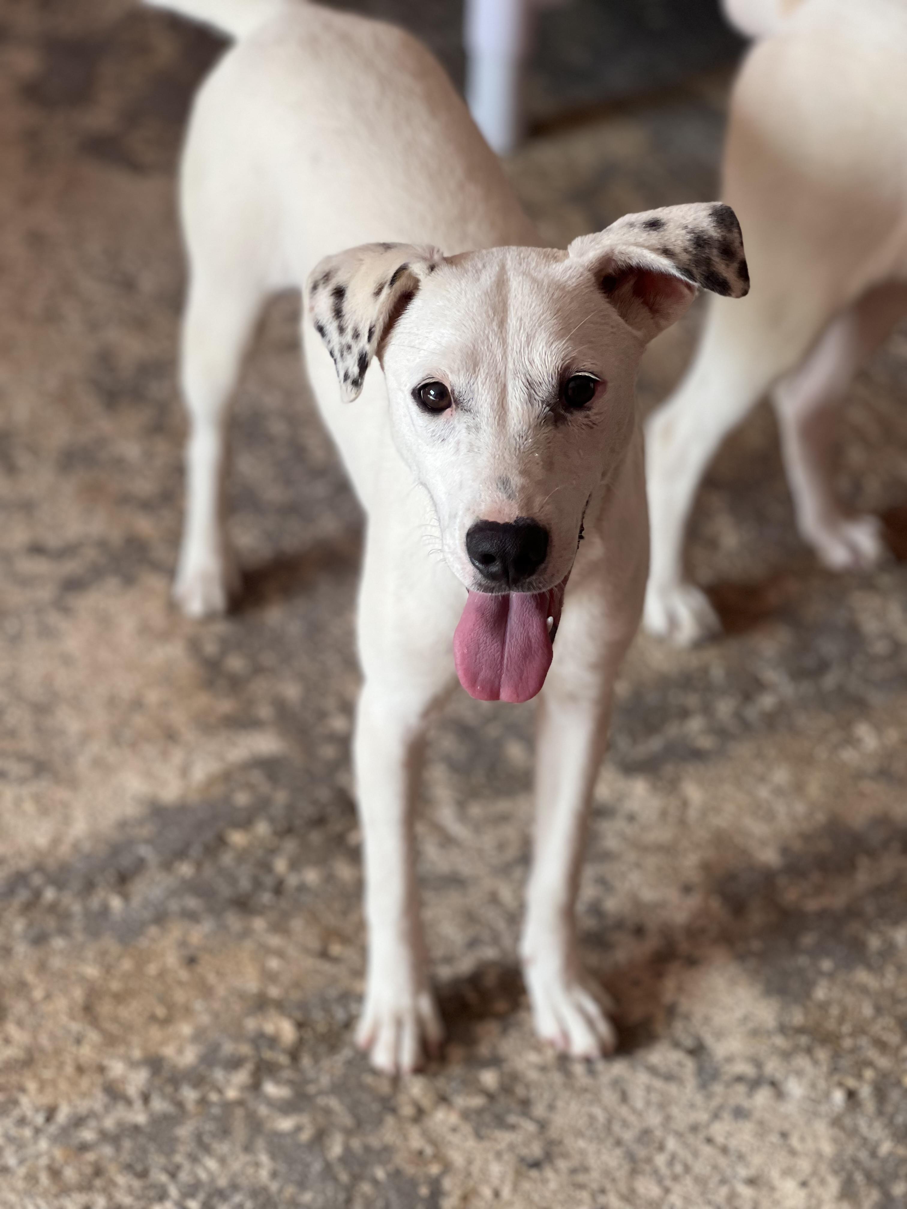 Enlarge Doce ("Doe-say"), an adopted mixed breed in Seattle, WA image 4/6