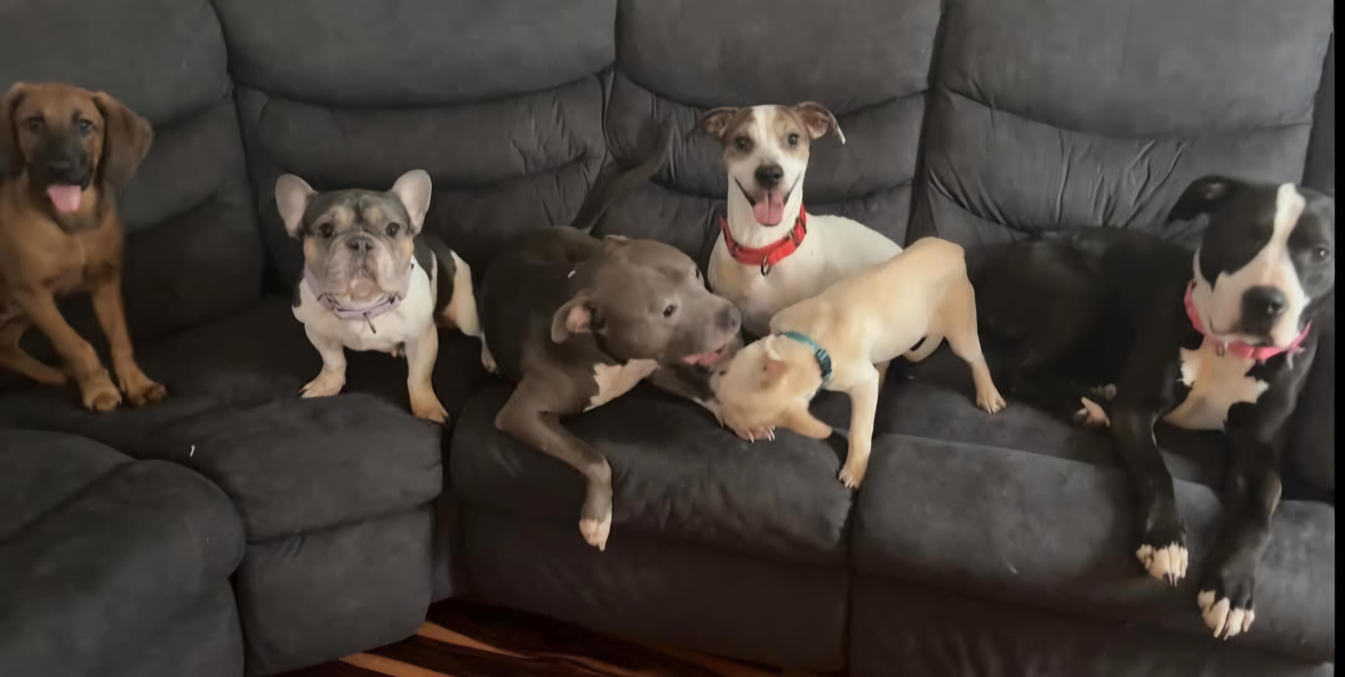 Enlarge Rock, a Adopted mixed breed in Irwin, PA image 1/3