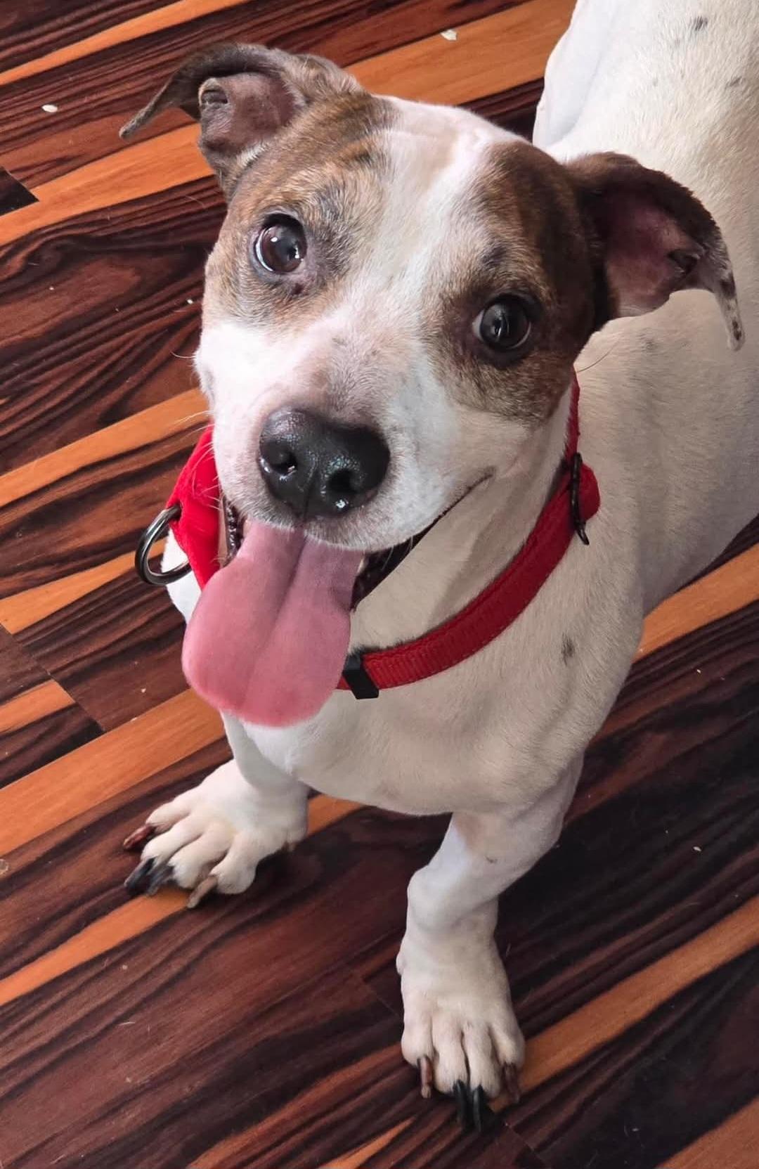 Enlarge Rock, a Adopted mixed breed in Irwin, PA image 3/3