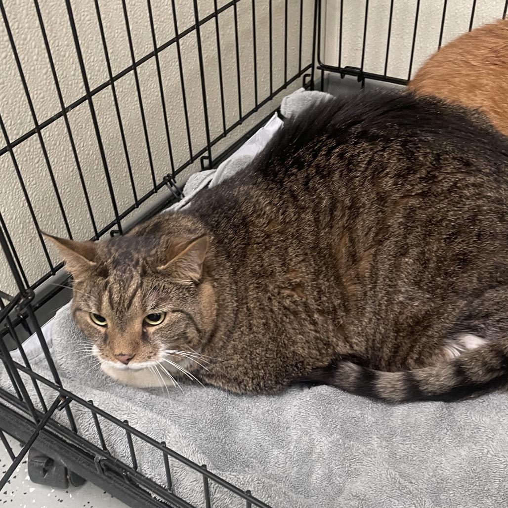 Enlarge Whitney, a Adoptable mixed breed in Galax, VA image 1/2