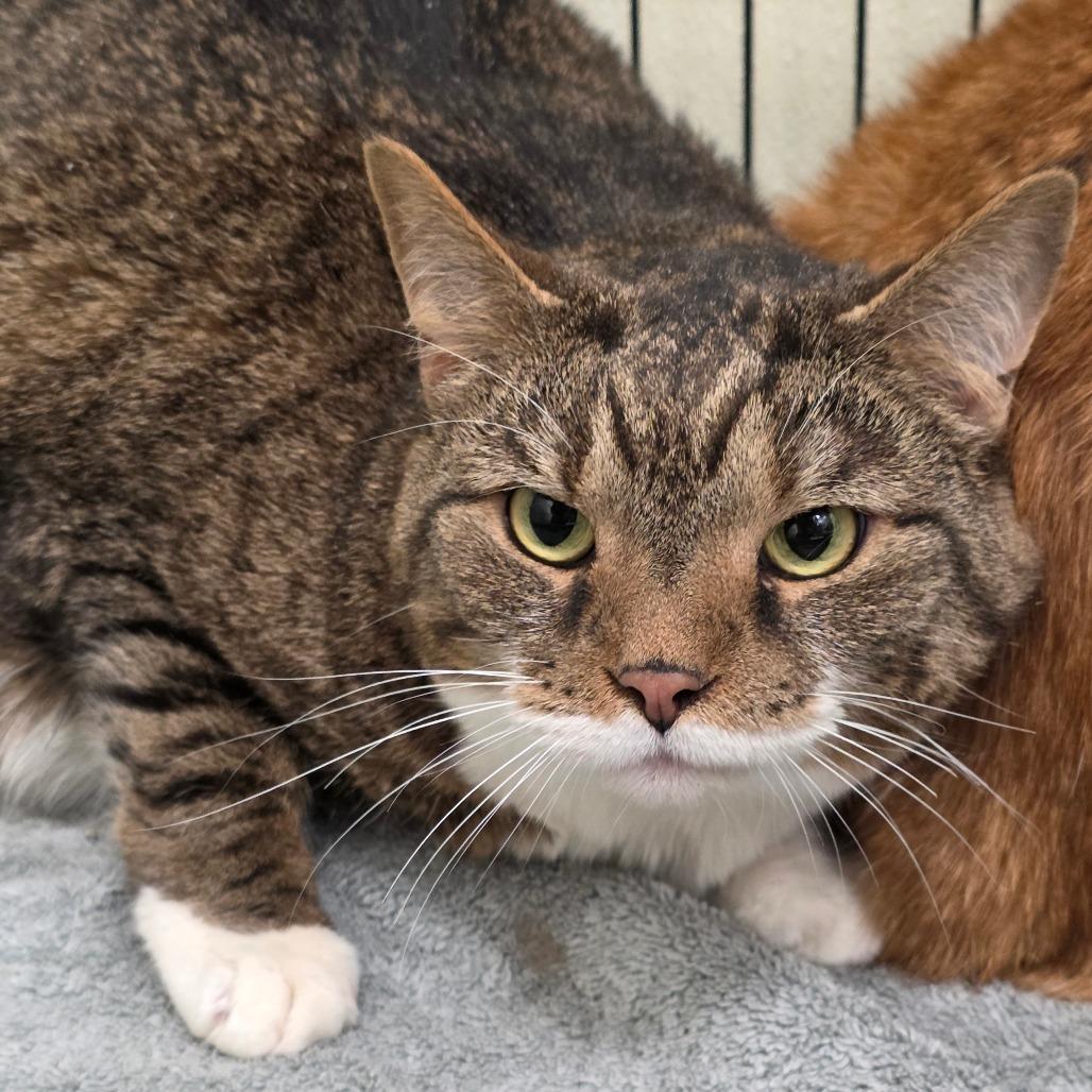 Enlarge Whitney, a Adoptable mixed breed in Galax, VA image 2/2