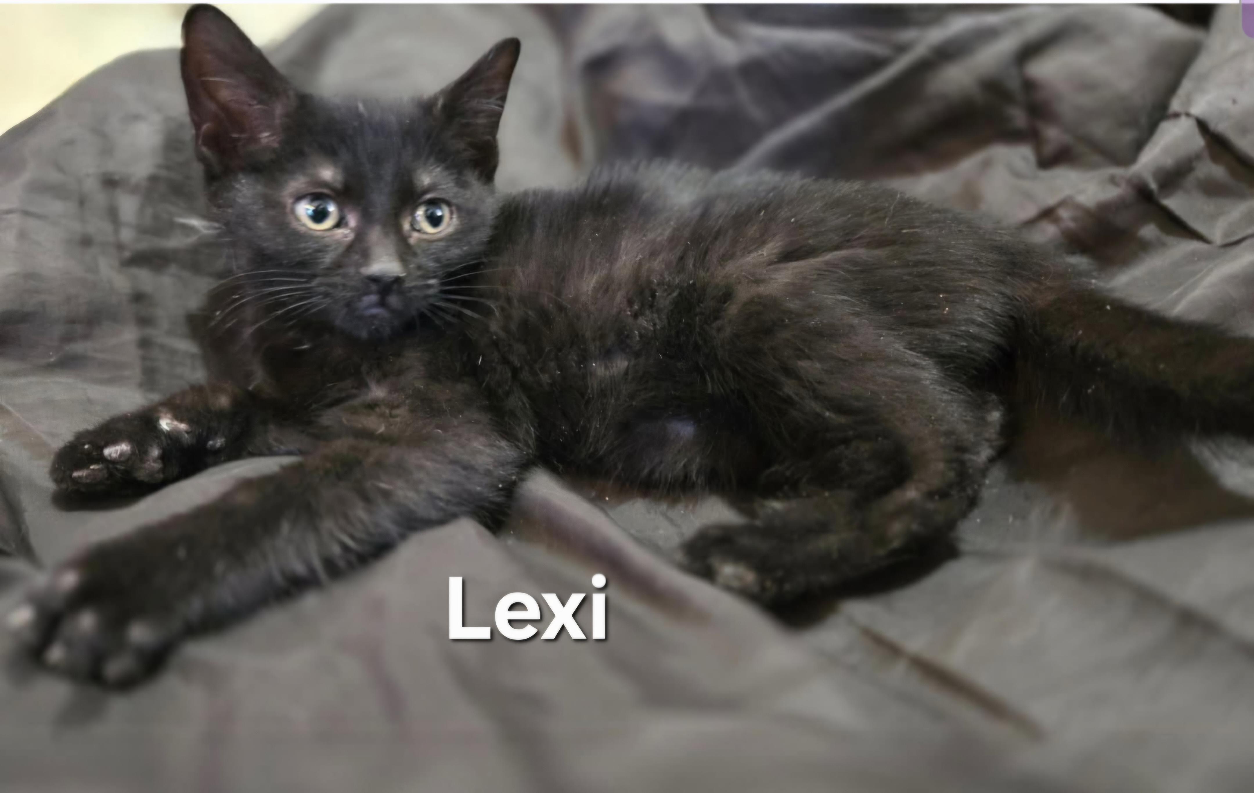 Enlarge Lexi , an adopted Domestic Short Hair in Chicopee, MA image 1/1