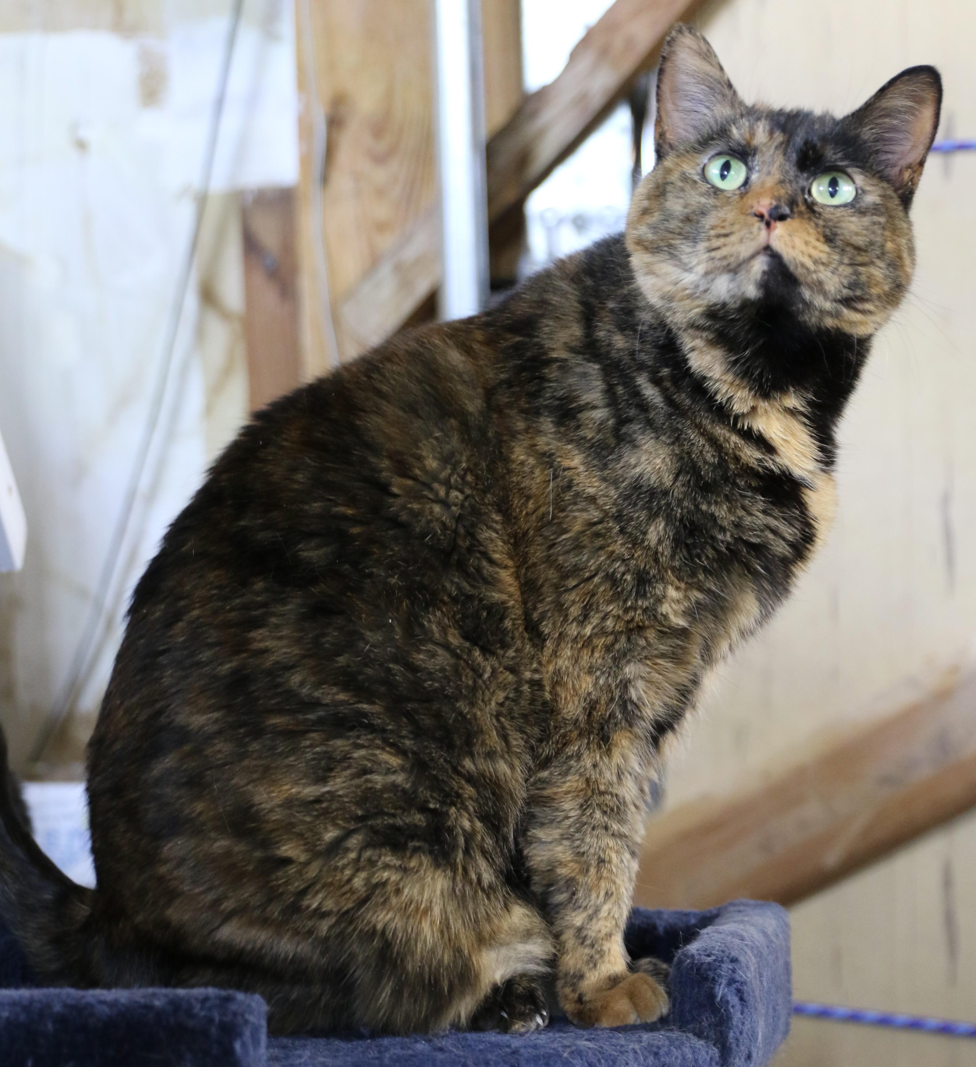 Binx, an adoptable Tortoiseshell, Domestic Short Hair in Cut Bank, MT, 59427 | Photo Image 3