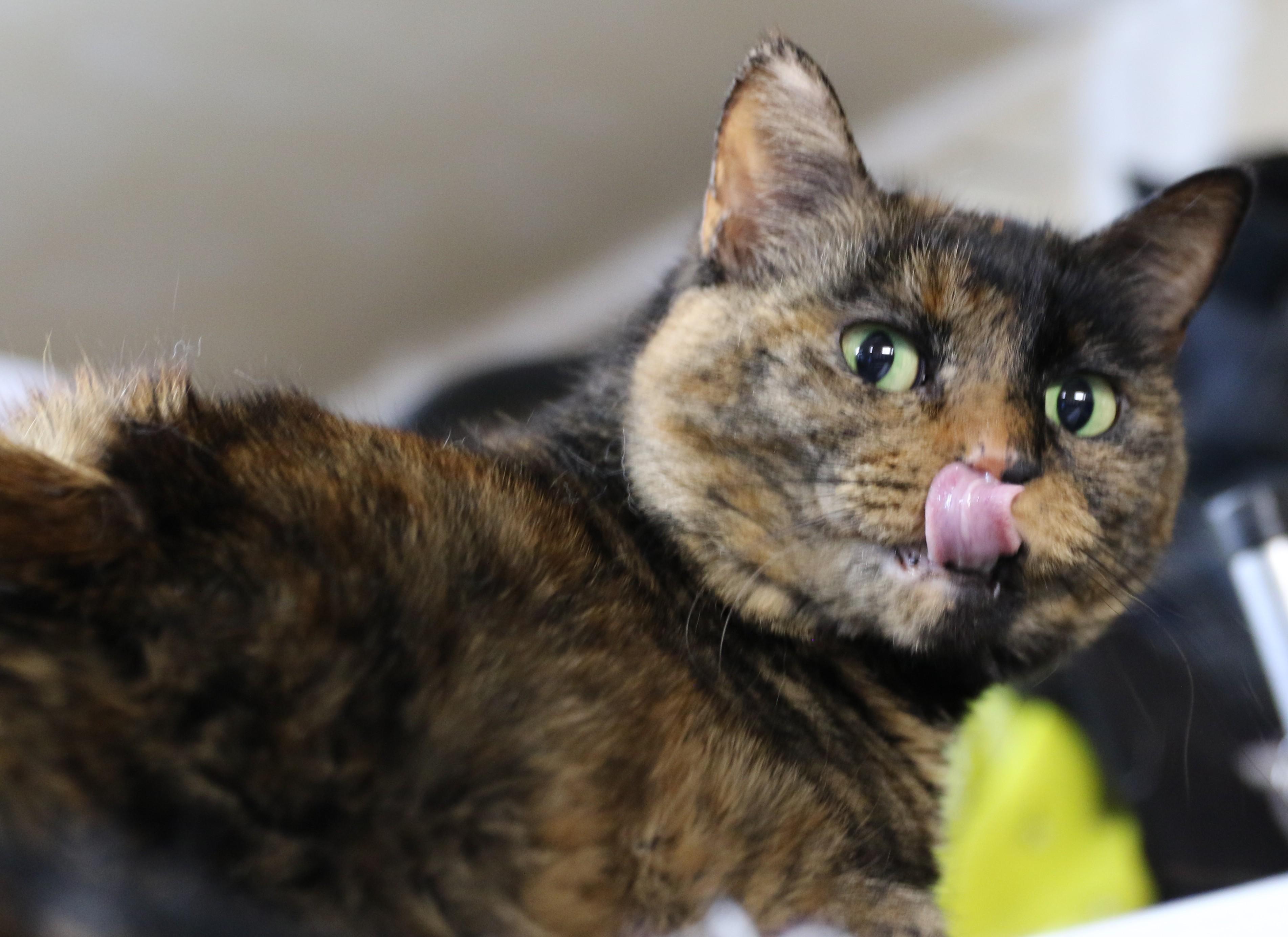 Binx, an adoptable Tortoiseshell, Domestic Short Hair in Cut Bank, MT, 59427 | Photo Image 5