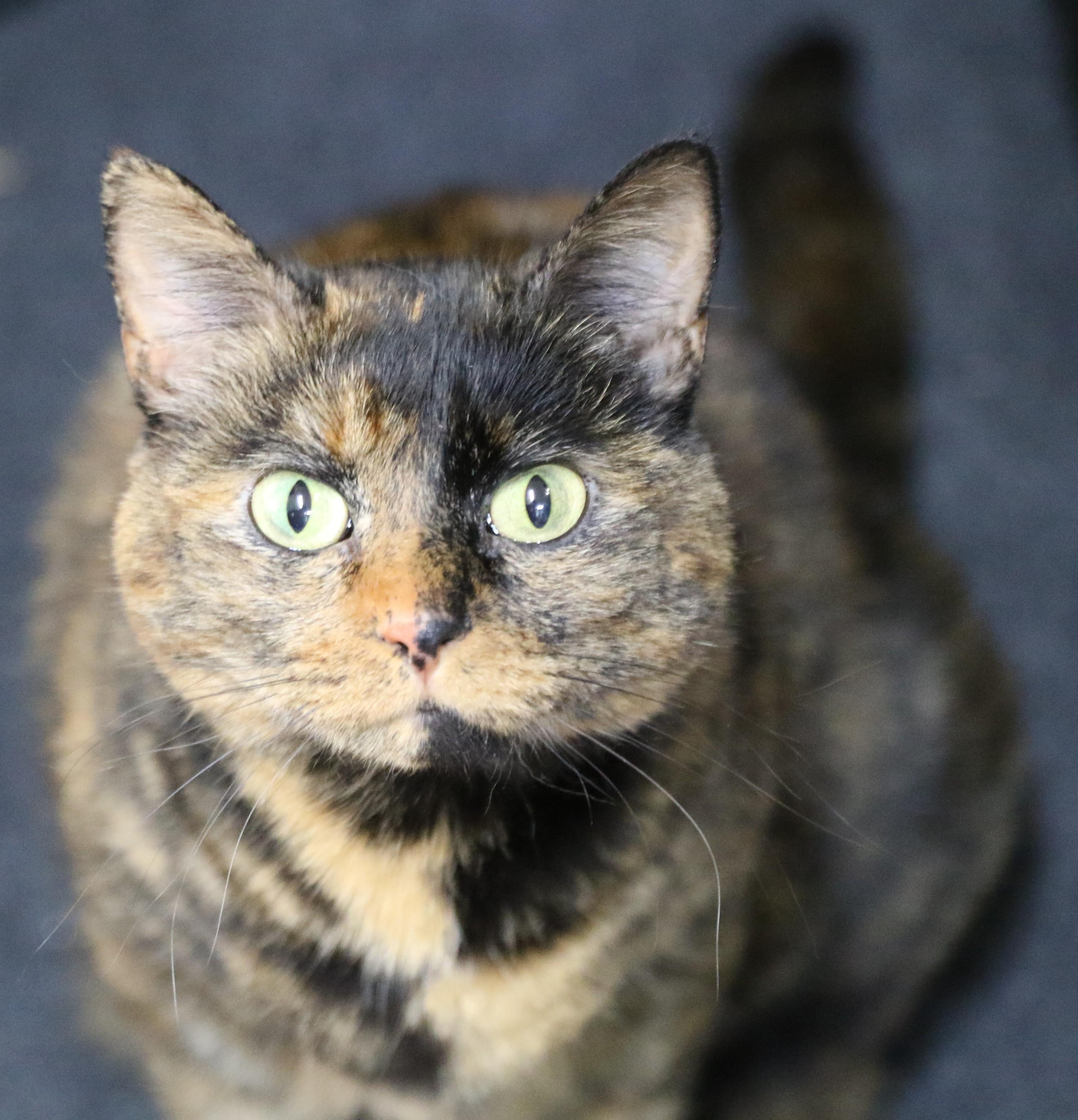 Binx, an adoptable Tortoiseshell, Domestic Short Hair in Cut Bank, MT, 59427 | Photo Image 1