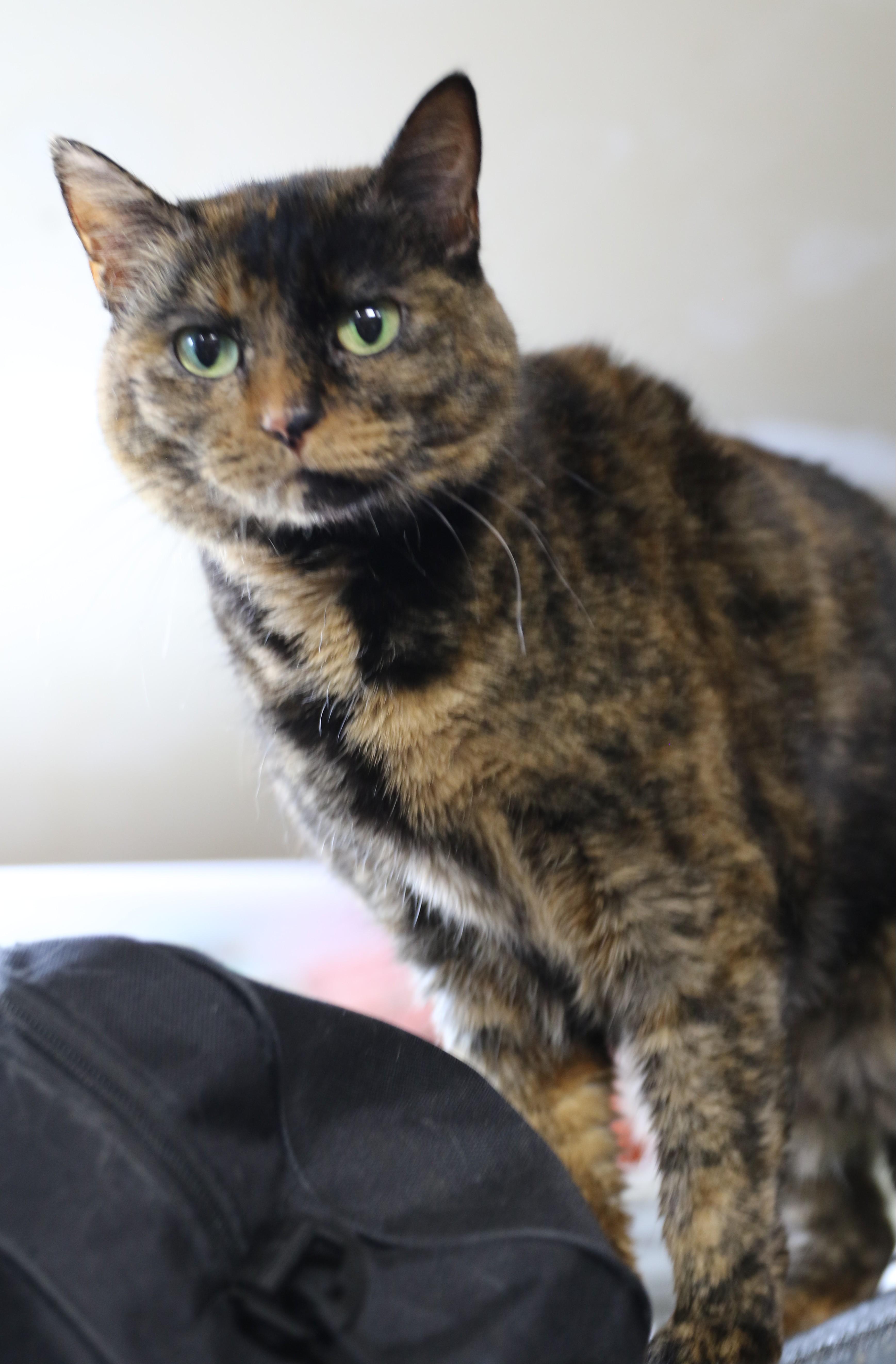 Binx, an adoptable Tortoiseshell, Domestic Short Hair in Cut Bank, MT, 59427 | Photo Image 6