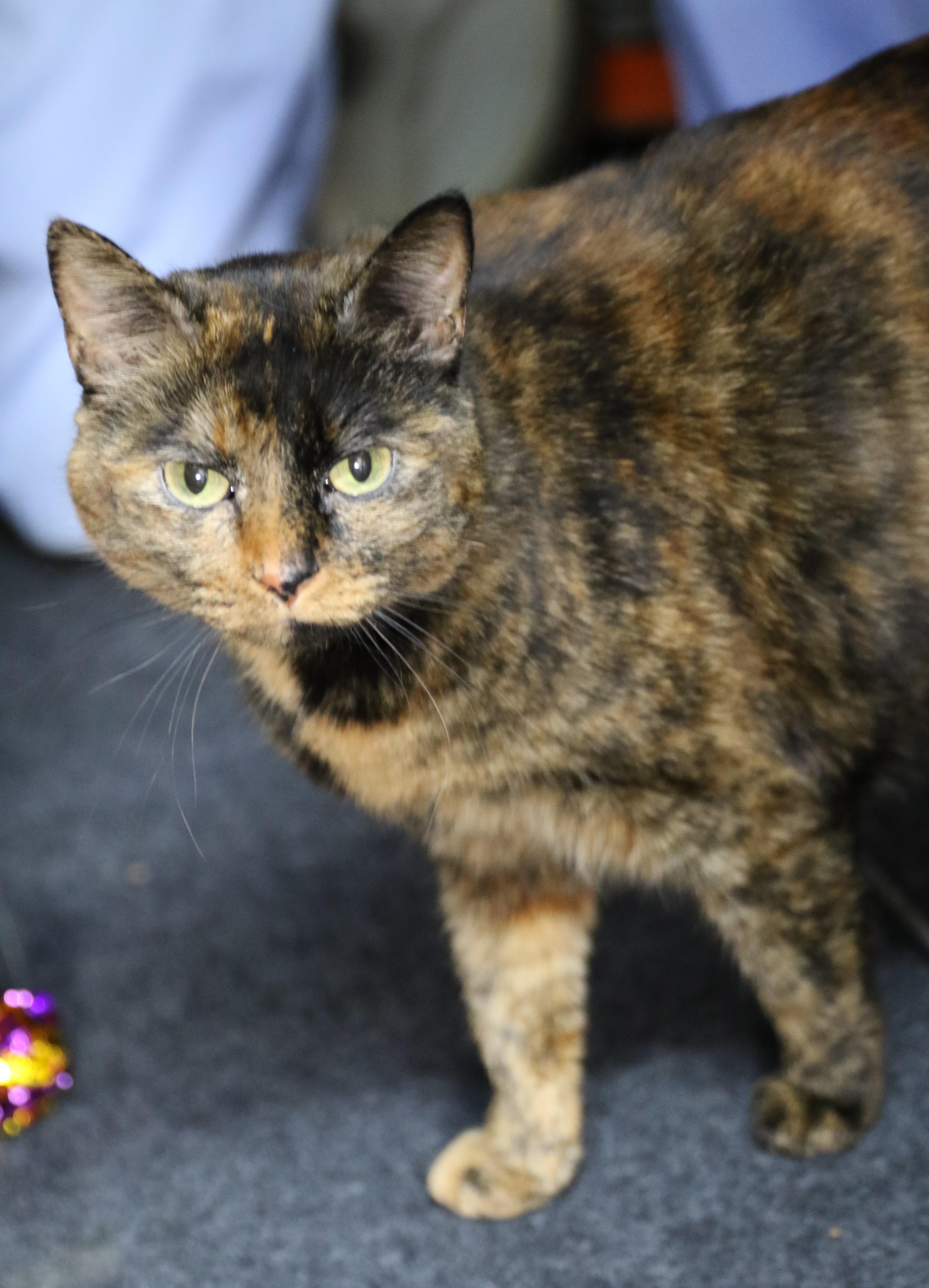 Binx, an adoptable Tortoiseshell, Domestic Short Hair in Cut Bank, MT, 59427 | Photo Image 4